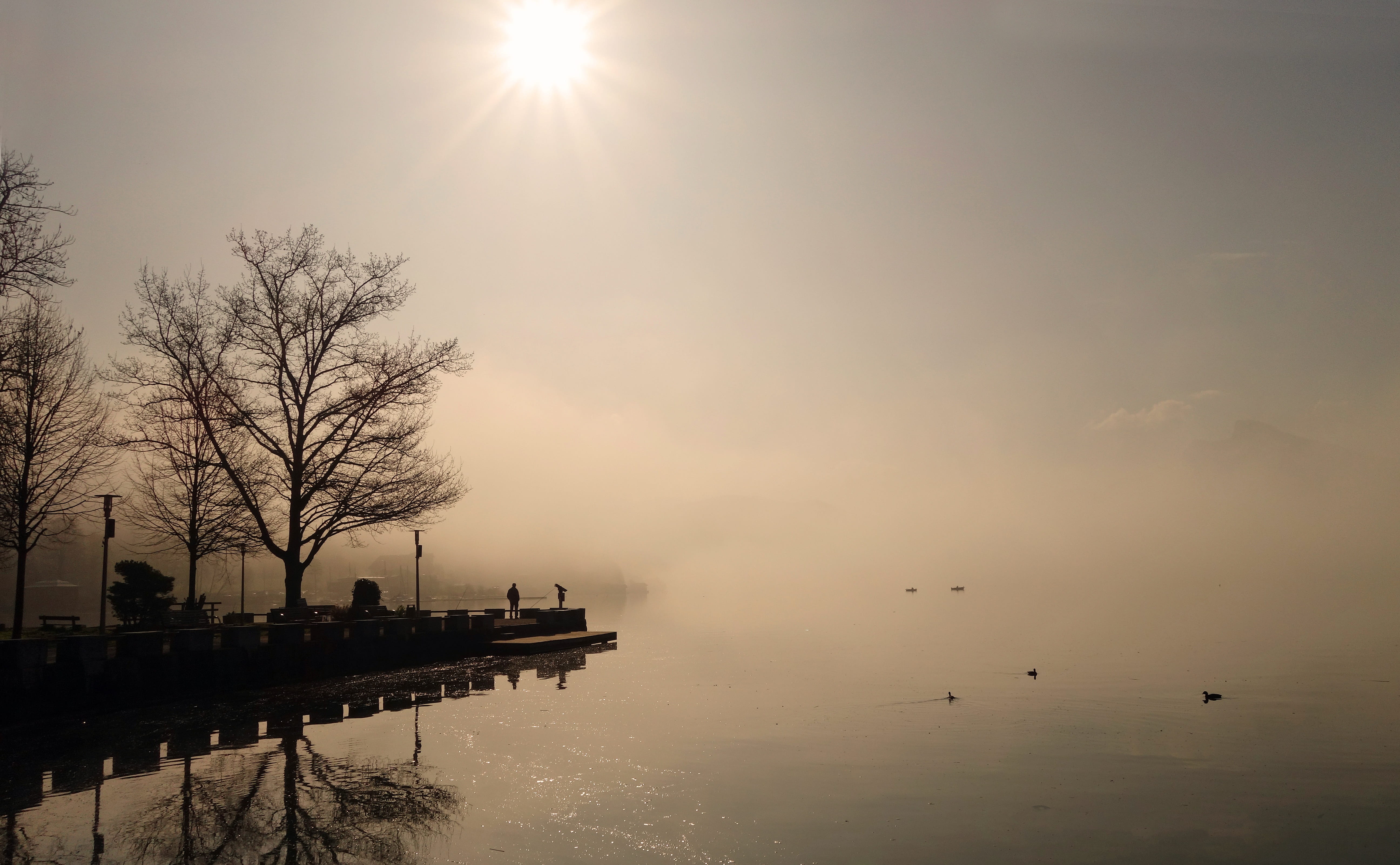 ducks, water, trees, 5K, nature, web, sunlight, day, mirroring, Fog, plant, tranquil scene, waterfront, morning, silhouette, dock, Sunrise, emergence, HD Wallpaper