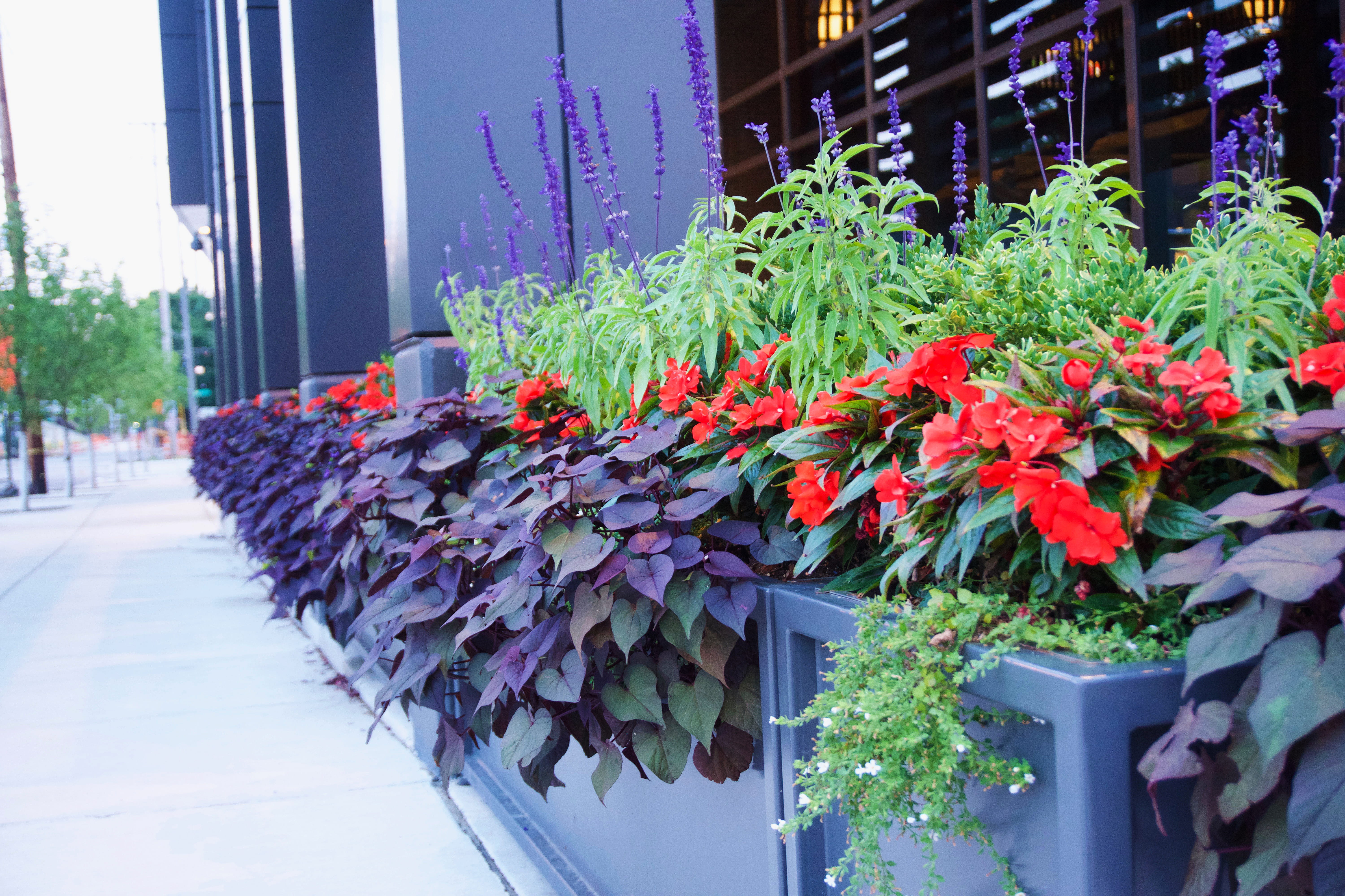 plants, grand rapids, growth, flowers, flower pot, orange, flowering plant, architecture, city, no people, freshness, flower arrangement, bouquet, plant part, HD Wallpaper