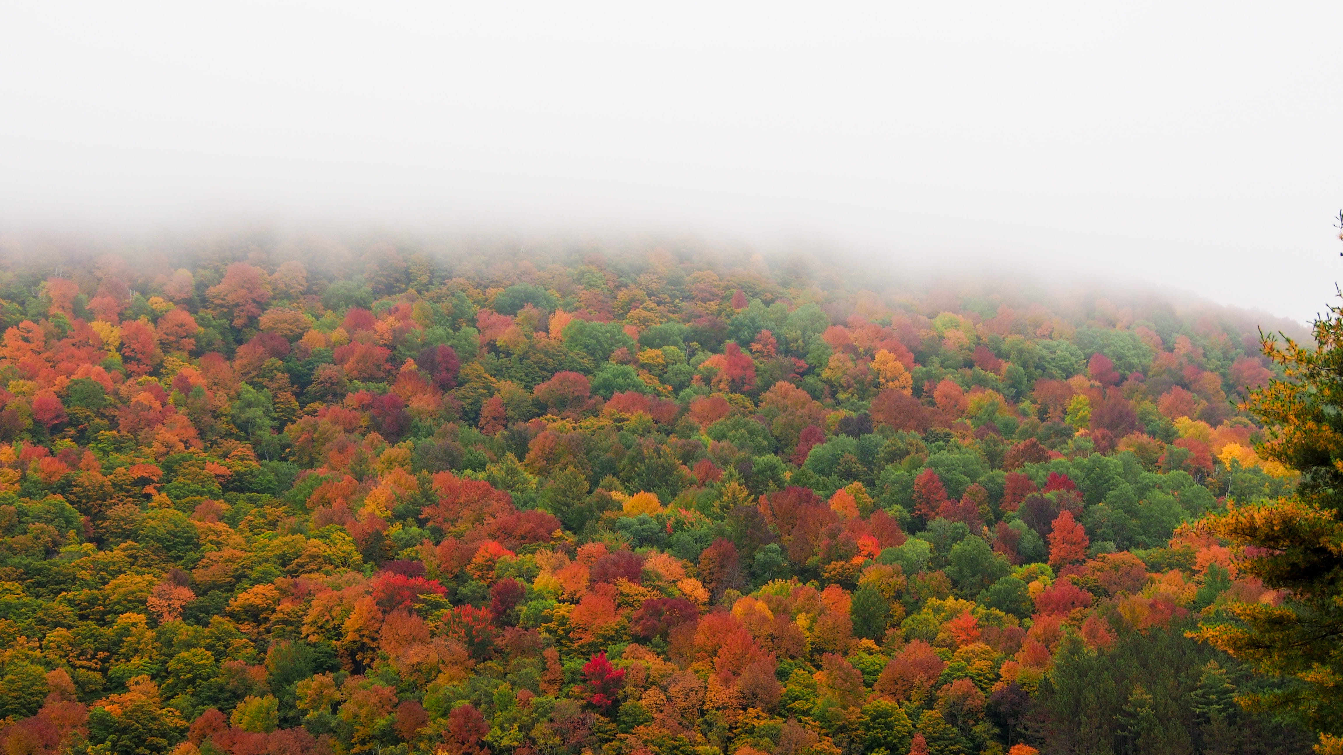 woodland, outdoors, environment, woods, autumn, plymouth notch historic district, change, tree, idyllic, fall, non-urban scene, land, forest, tranquility, HD Wallpaper