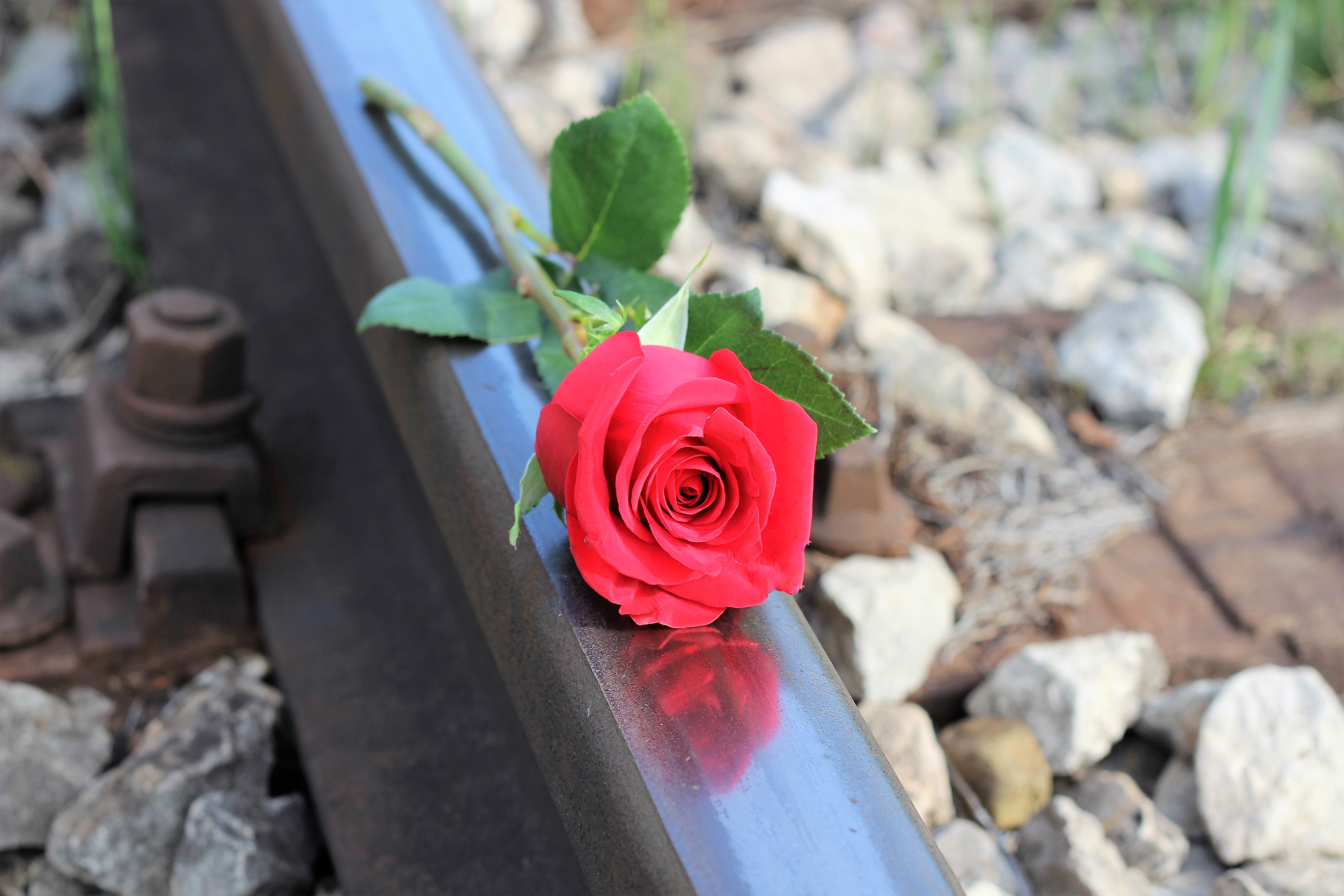 stop suicide, red rose, no people, rose - flower, bouquet, railway, vulnerability, fragility, close, flower, close-up, love, plant, nature, beauty in nature, HD Wallpaper