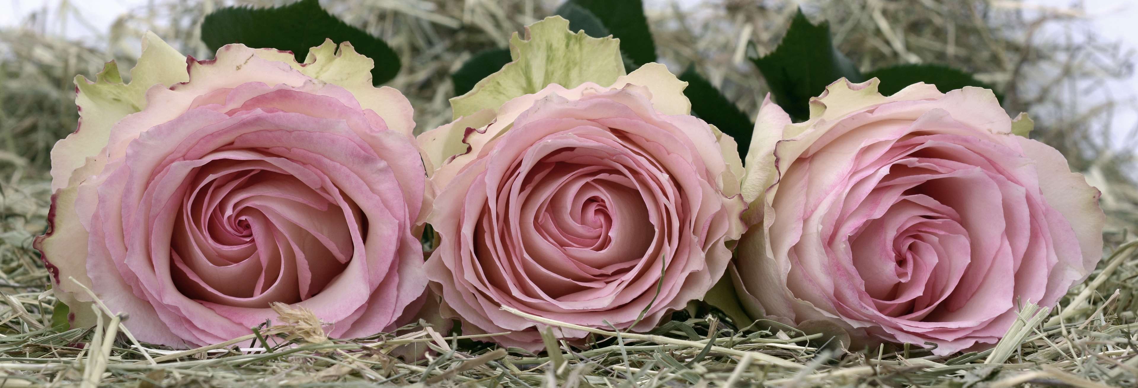 plant, banner, header, noble, focus on foreground, rose, love, romance, pink color, 4K, flower head, vulnerability, valentines day, head image, flowering plant, HD Wallpaper