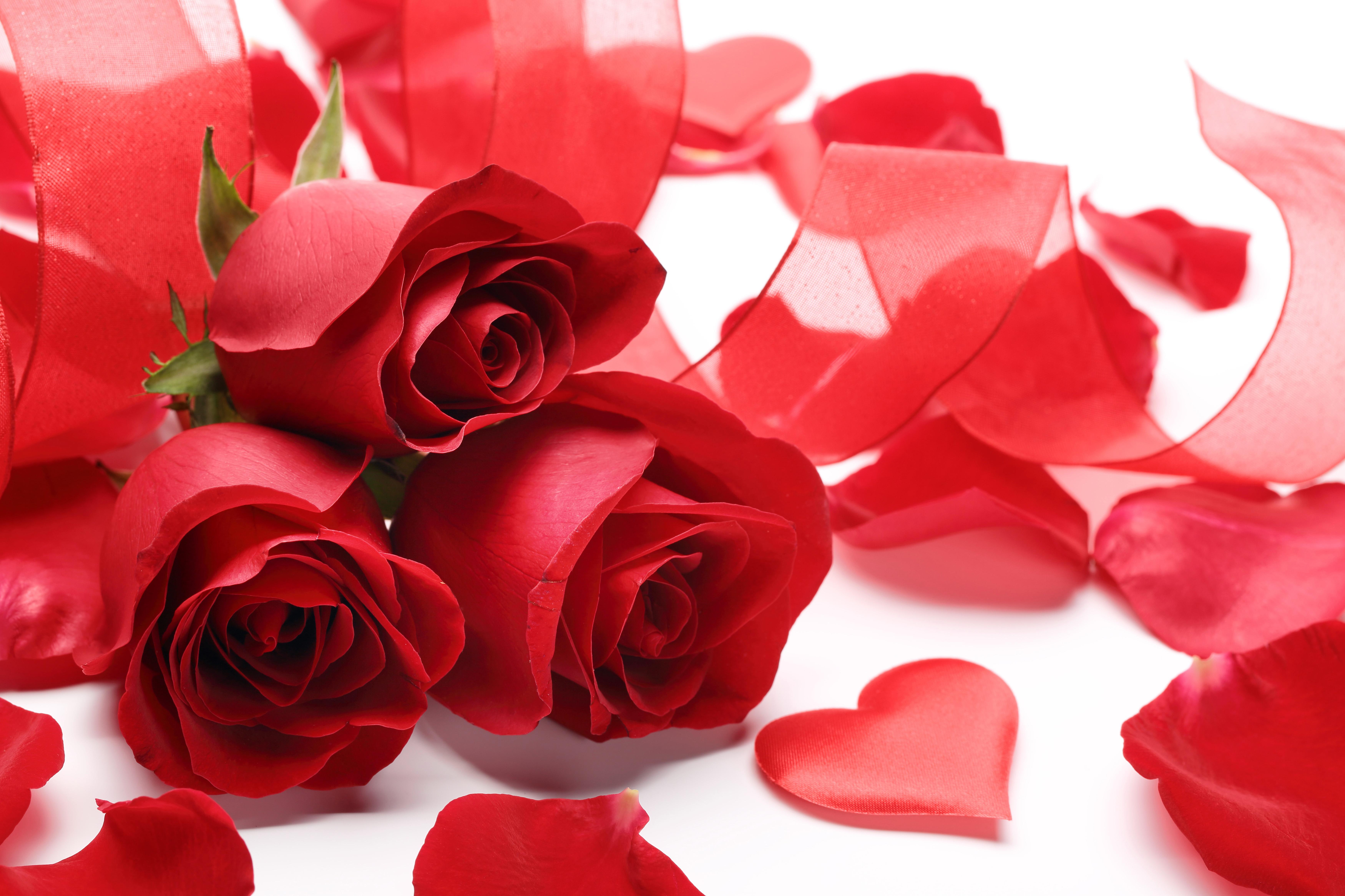 heart, 5K, petals, flowers, red roses, roses, HD Wallpaper