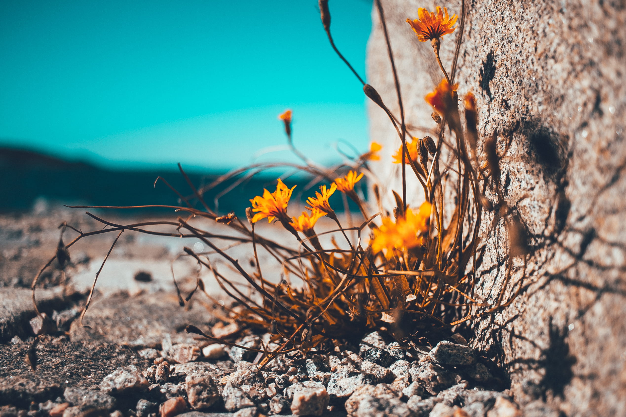 sky, stone, fragility, flowers, 1080P, sunlight, focus on foreground, dry, plant, petaled, flowering plant, brown, field, close-up, flower, flora, growth, HD Wallpaper