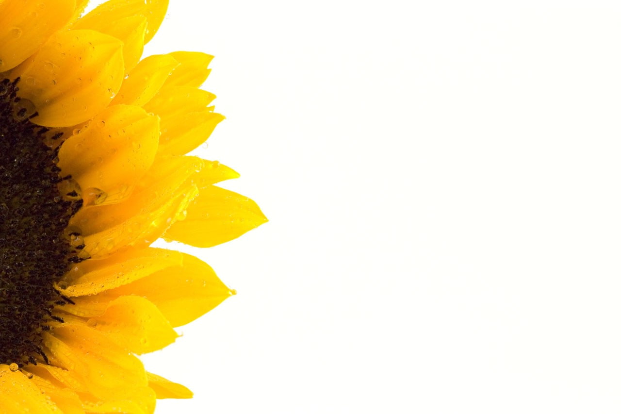 flower head, macro, fragility, no people, flowers, plants, blossom, nature, 720P, circle, inflorescence, vulnerability, bright, purity, outdoors, pollen, HD Wallpaper