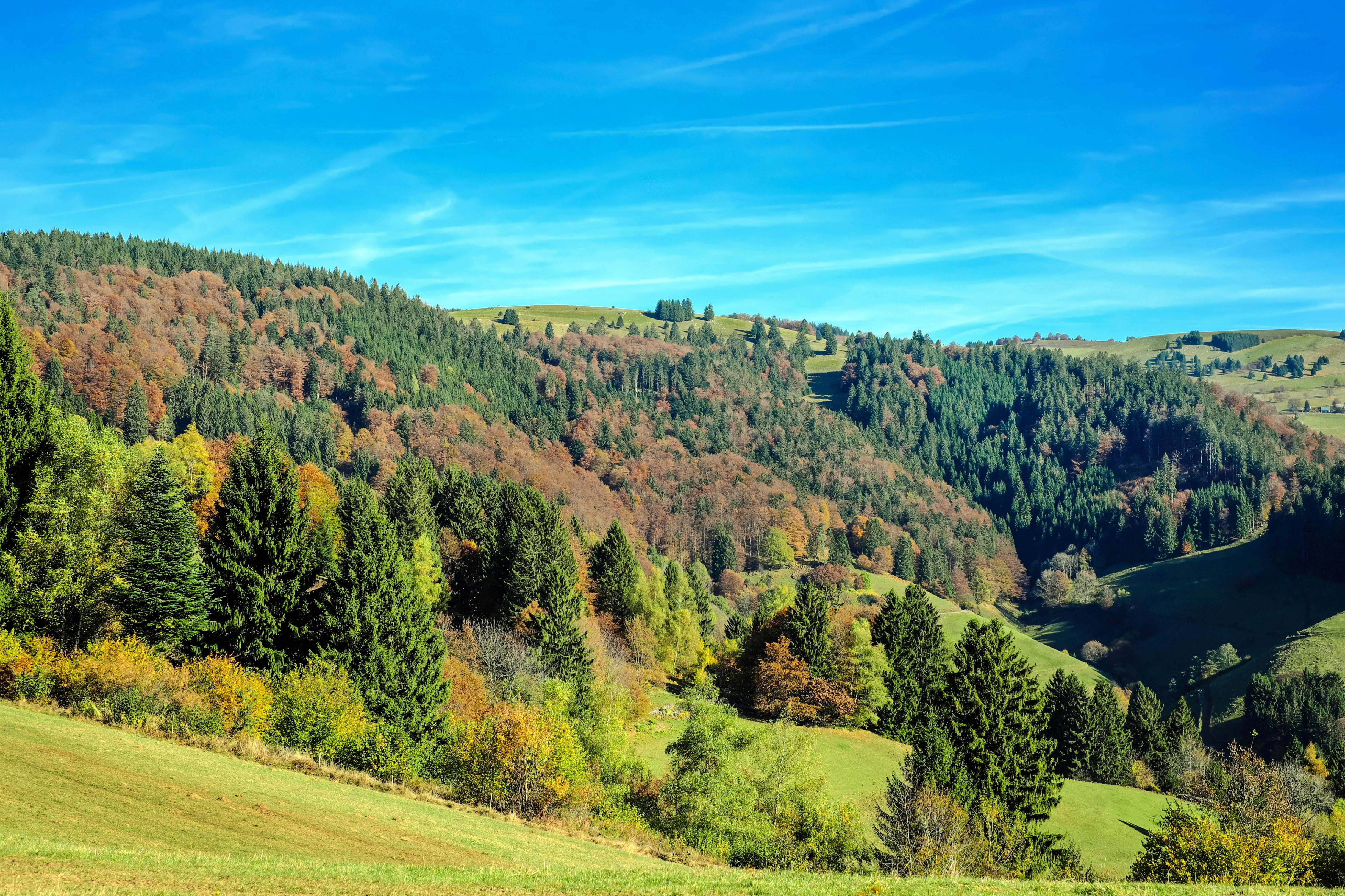 land, autumn colours, nature, panorama, outdoors, 4K, tranquility, green color, day, idyllic, tranquil scene, mountain, golden yellow, environment, black forest, HD Wallpaper