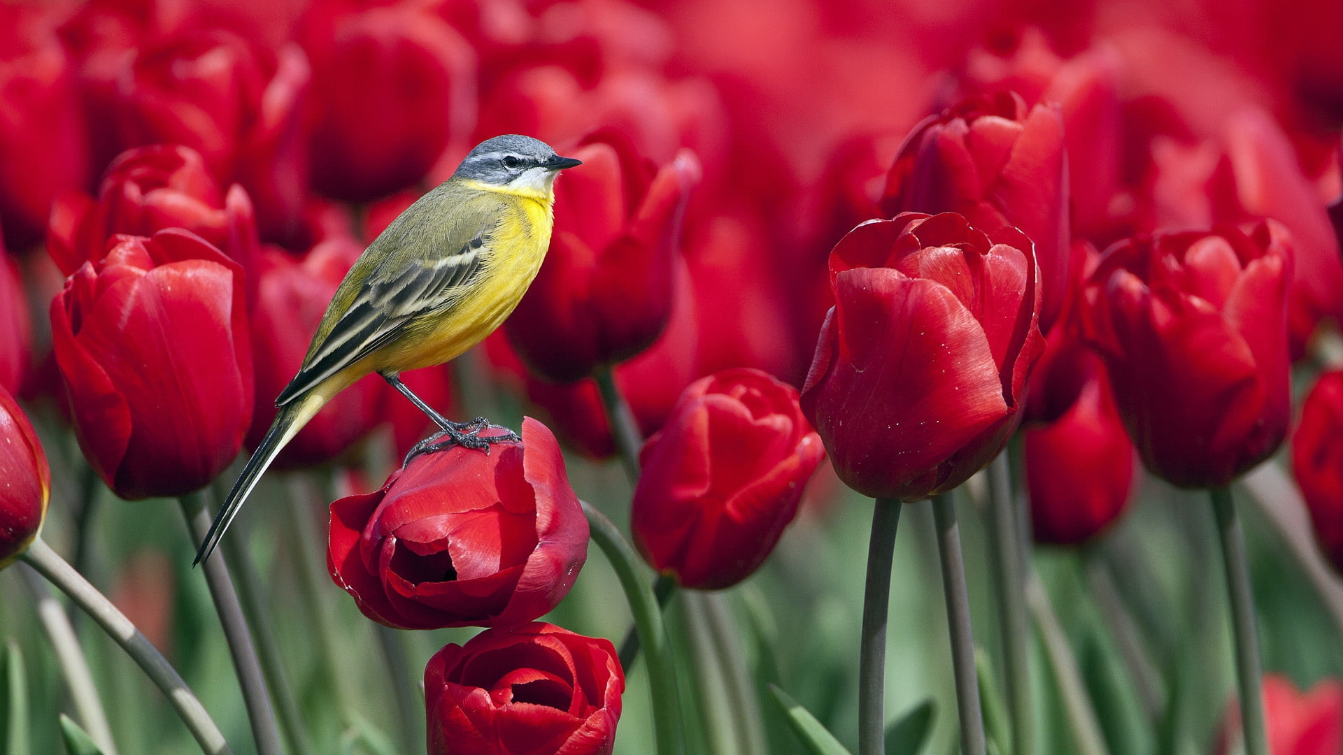 photography, summer, plant, tulip, selective, animals in the wild, season, red, vulnerability, animal wildlife, wagtail, fragility, flower, outdoors, vibrant Color, HD Wallpaper