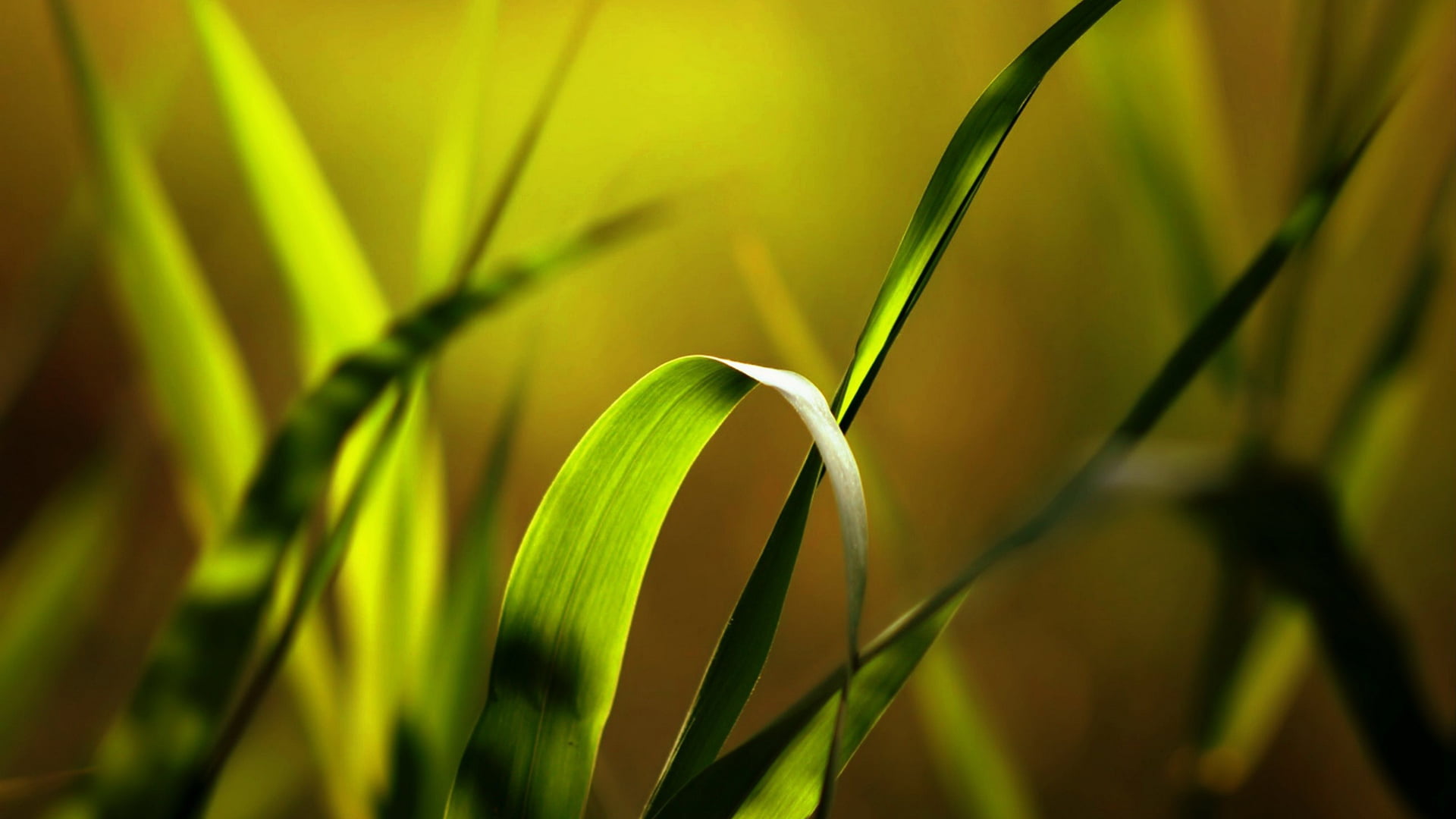nature, light, sunlight, flora, decoration, no people, natural, day, celebration, selective focus, growth, pattern, green color, bright, petal, green, graphic, HD Wallpaper