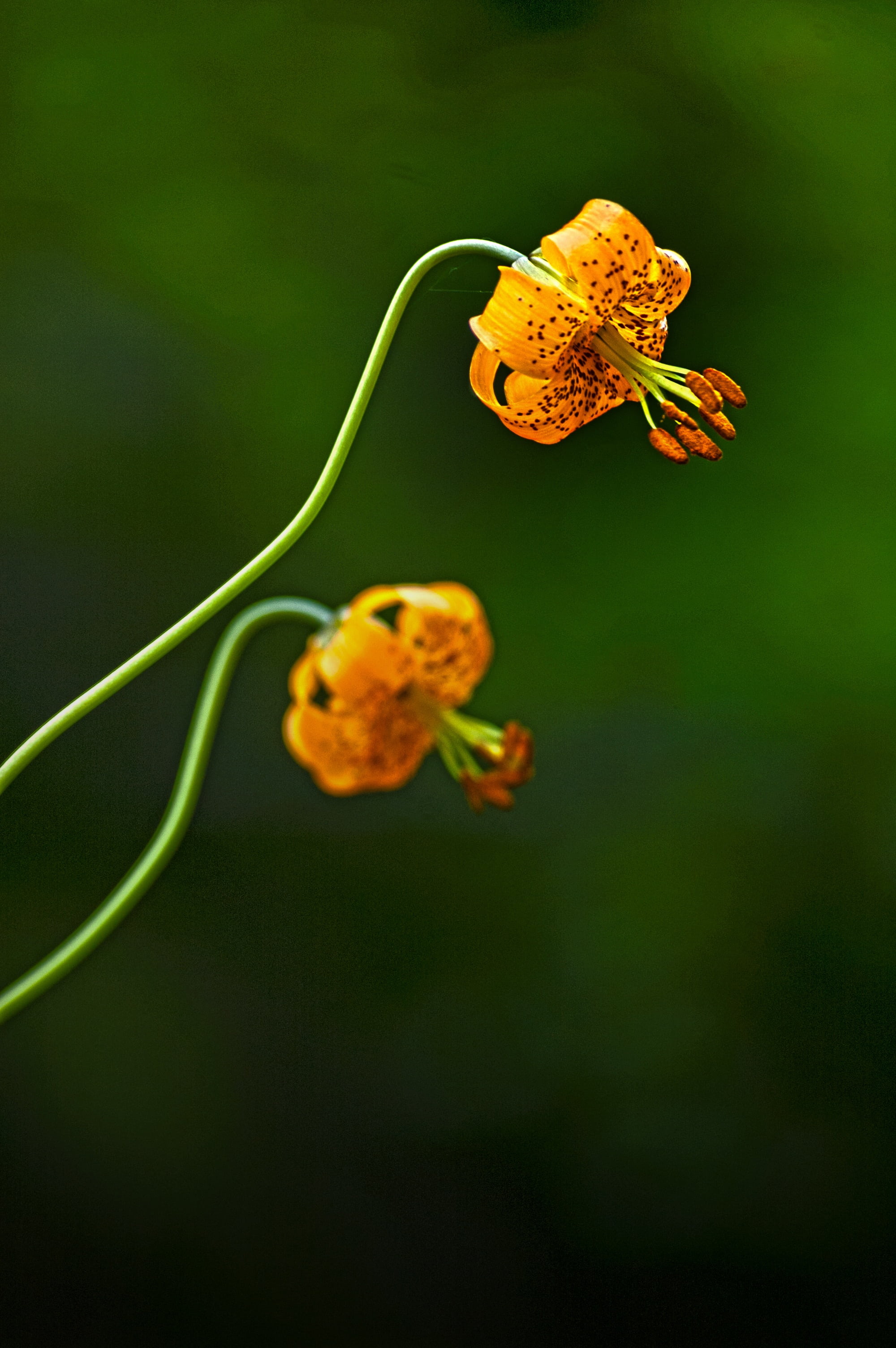 loss, animals in the wild, focus on foreground, flowering plant, bouquet, no people, growth, you, flower head, freshness, romantic, pollination, condolences, Phone HD Wallpaper