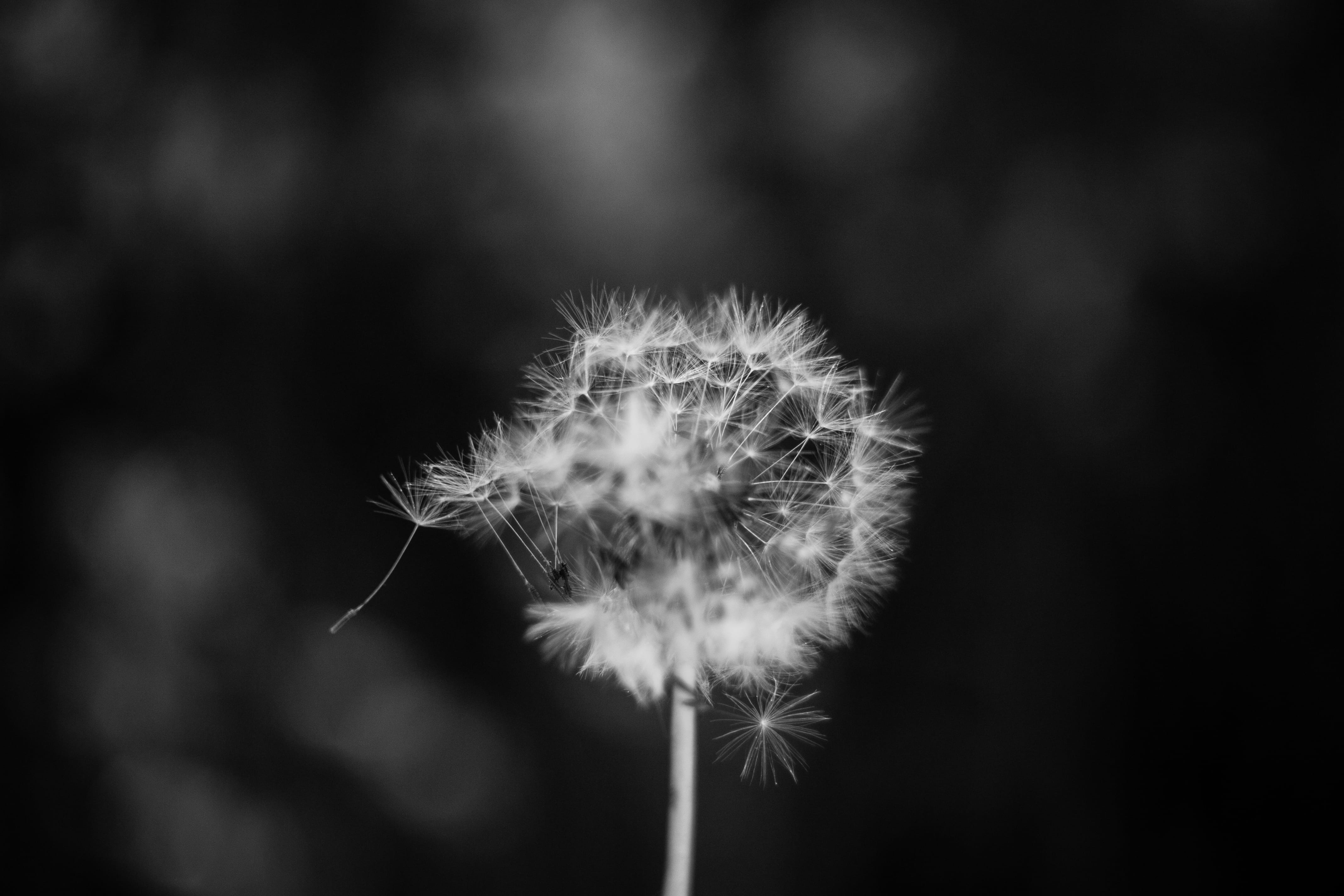 growth, uncultivated, flower head, focus on foreground, flowering plant, softness, vulnerability, summer, photo, macro, dandelion, day, plant, outdoors, HD Wallpaper