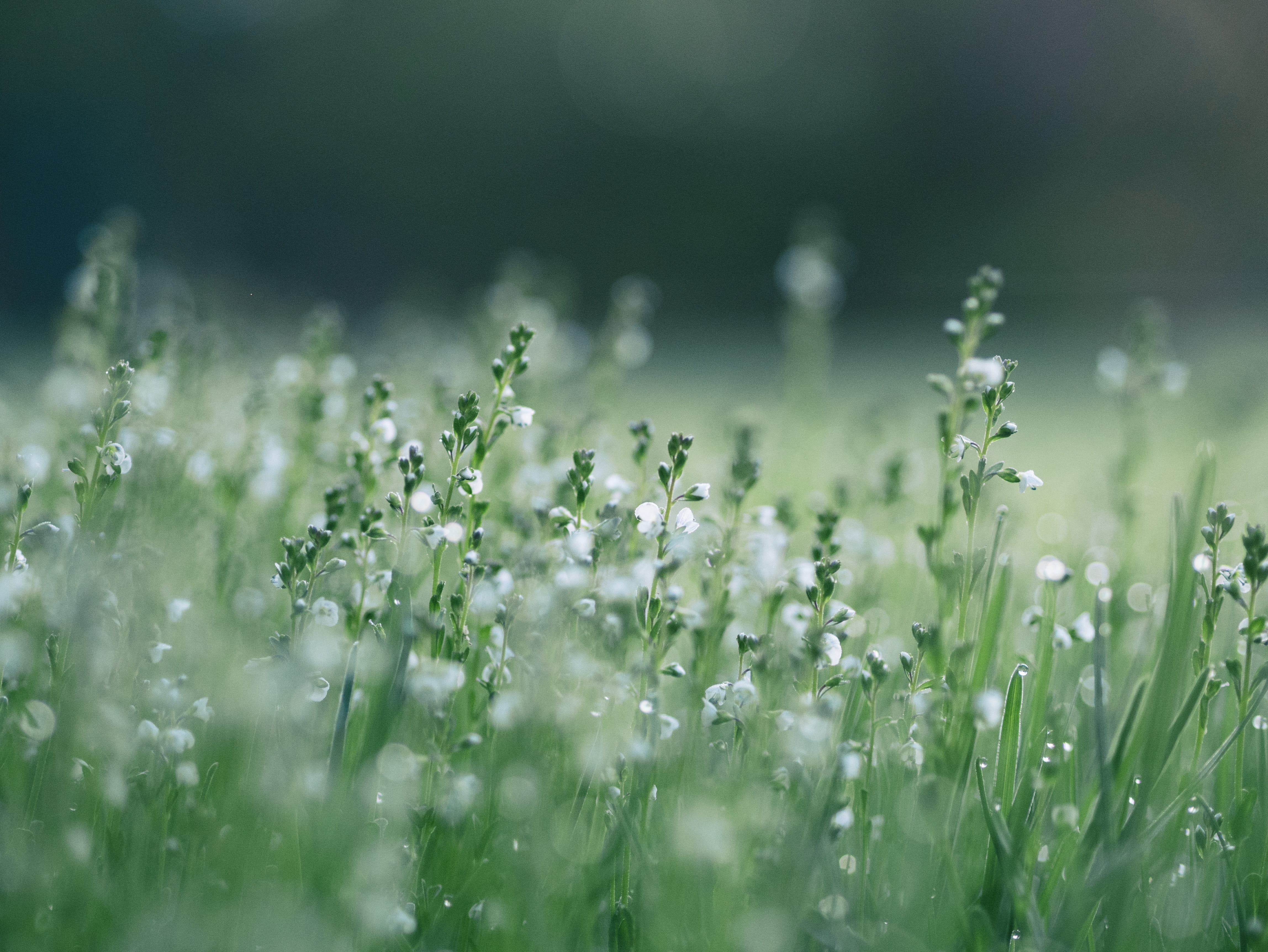 bloom, backgrounds, plant, selective Focus, selective, flowers, growth, fragility, wet, drop, focus, shallow, tranquility, dew, land, freshness, springtime, HD Wallpaper