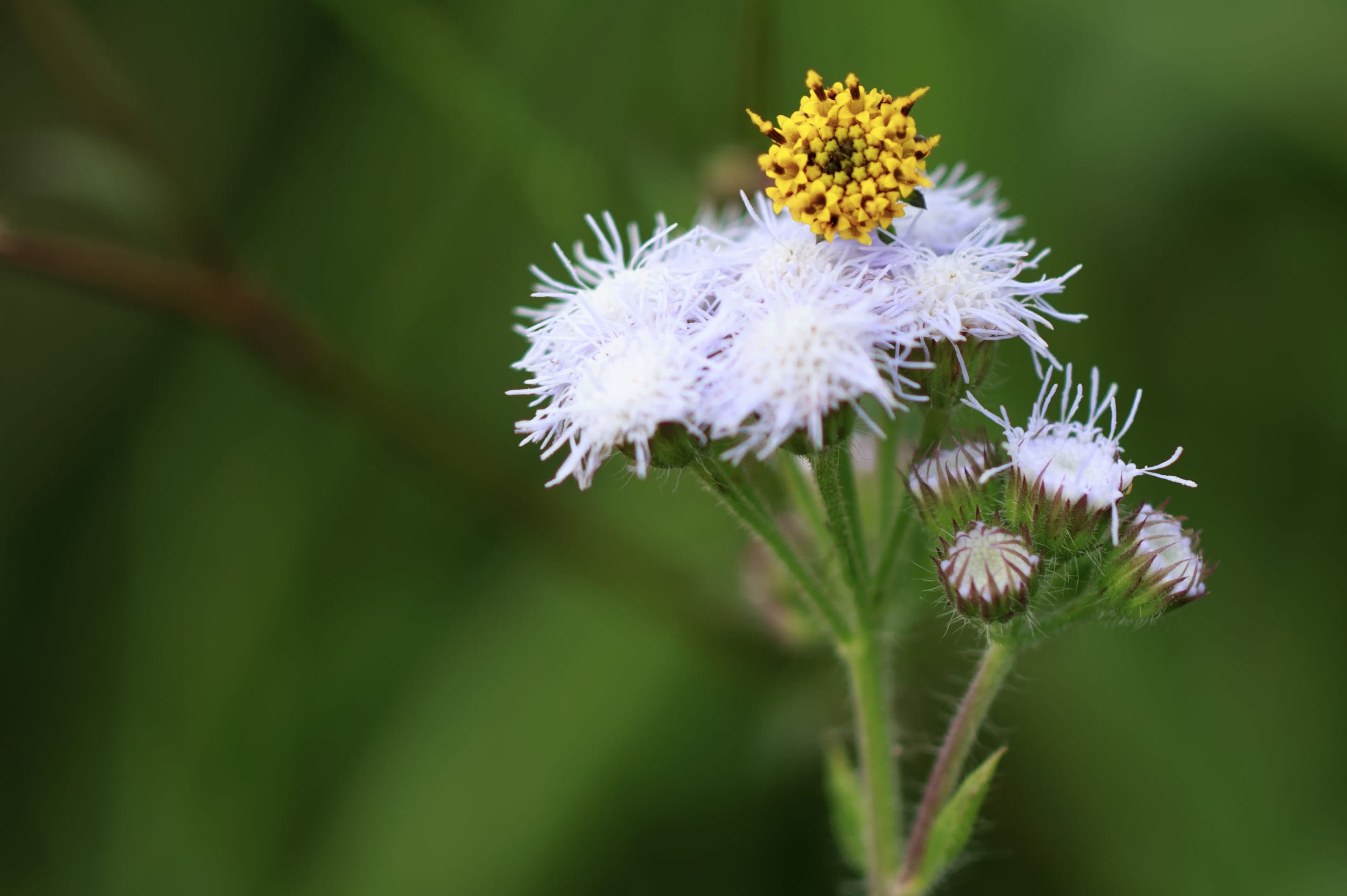 summer, plant, Beard, lungs, natural, macro, yellow, heart, flower, floral, focus on foreground, field, weed, pollination, flower head, grow, 2K, outdoors, HD Wallpaper