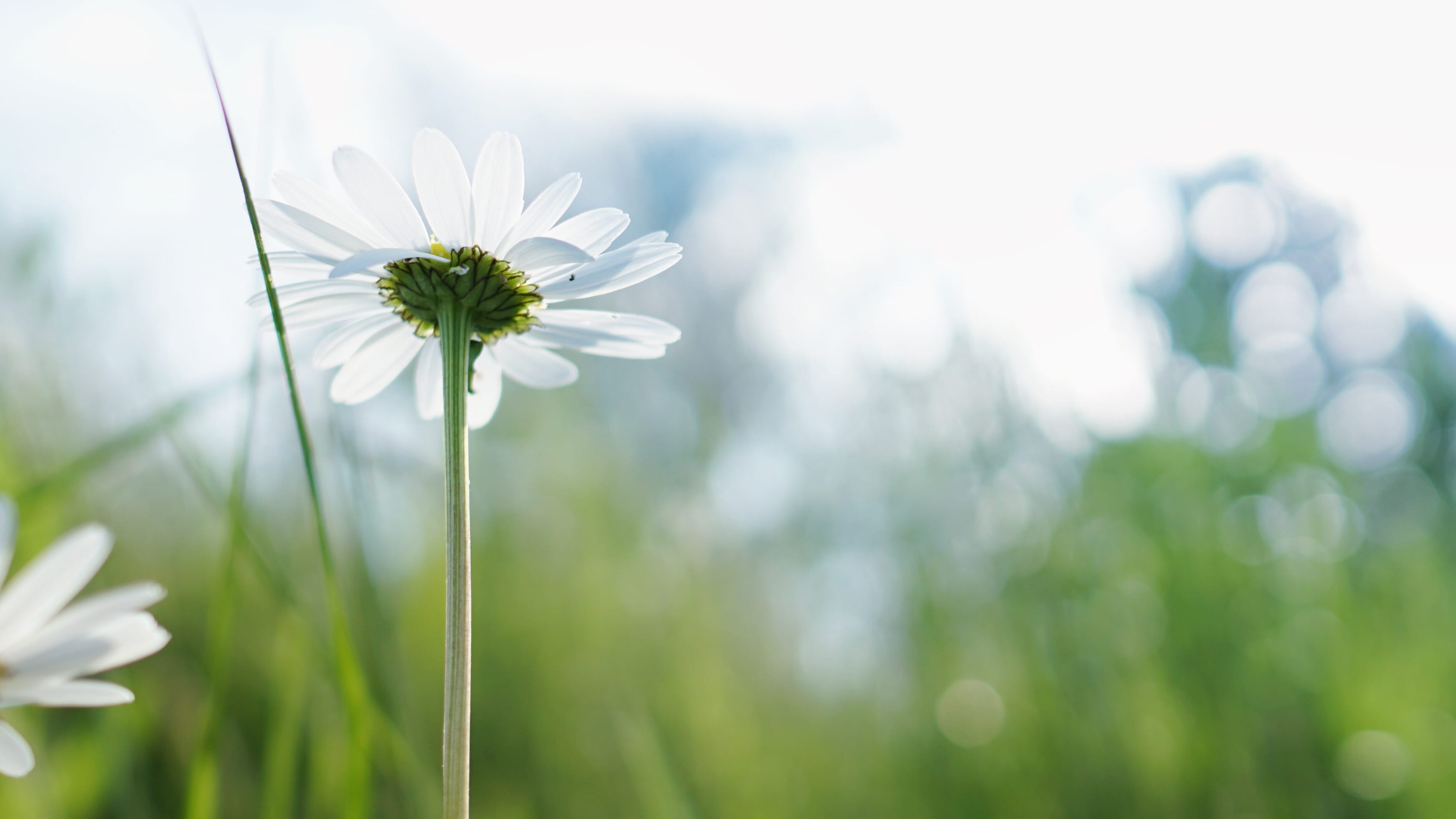 sepal, green Color, white daisy, growth, flowering plant, macro, freshness, white, vulnerability, blade of grass, defocused, white color, nature, plant, HD Wallpaper