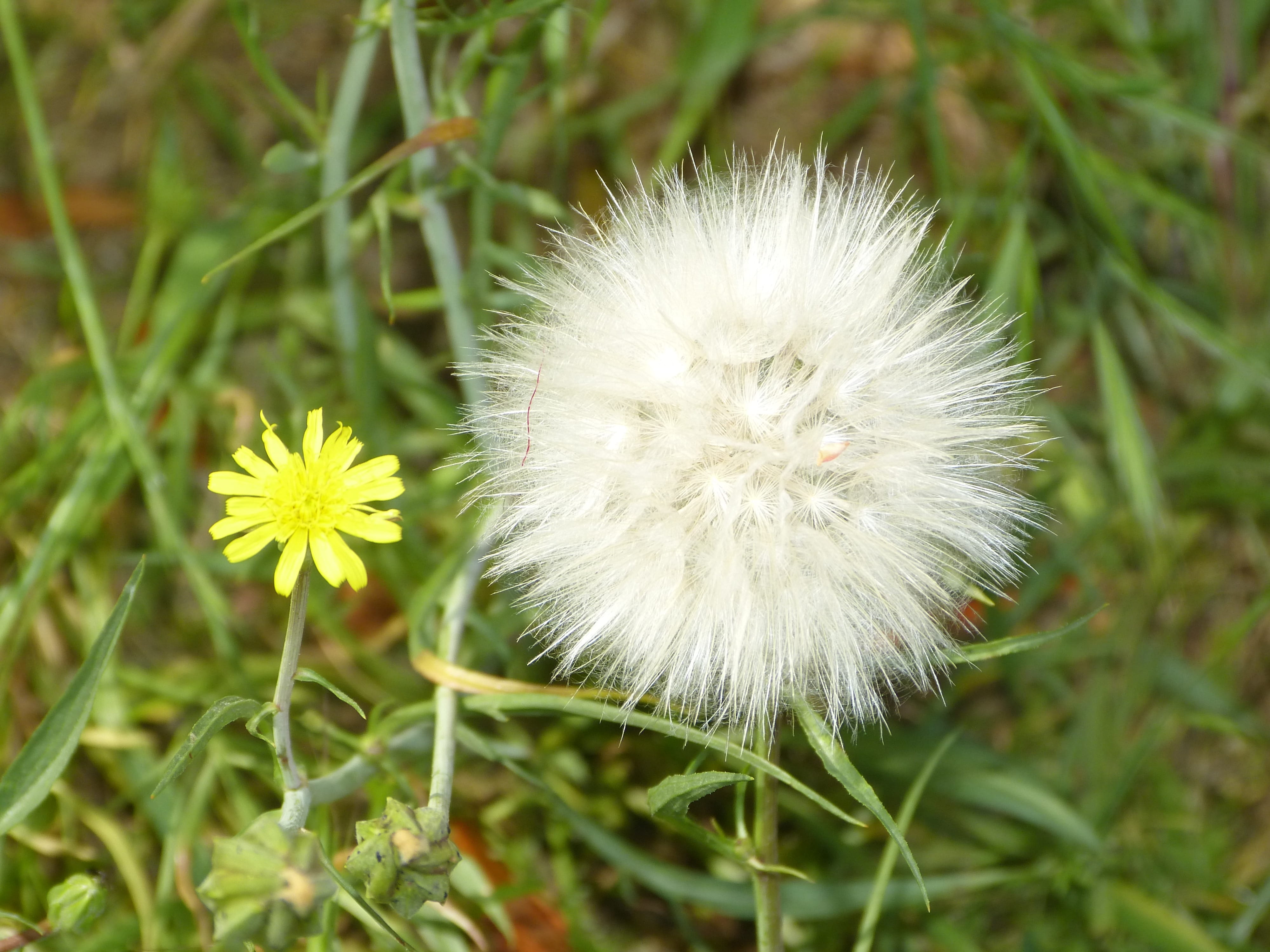 environment, land, agriculture, vegetation, meadow, wildflower, floral, flower head, stem, botanical, botany, 4K, horticulture, day, leaf, freshness, outdoors, HD Wallpaper