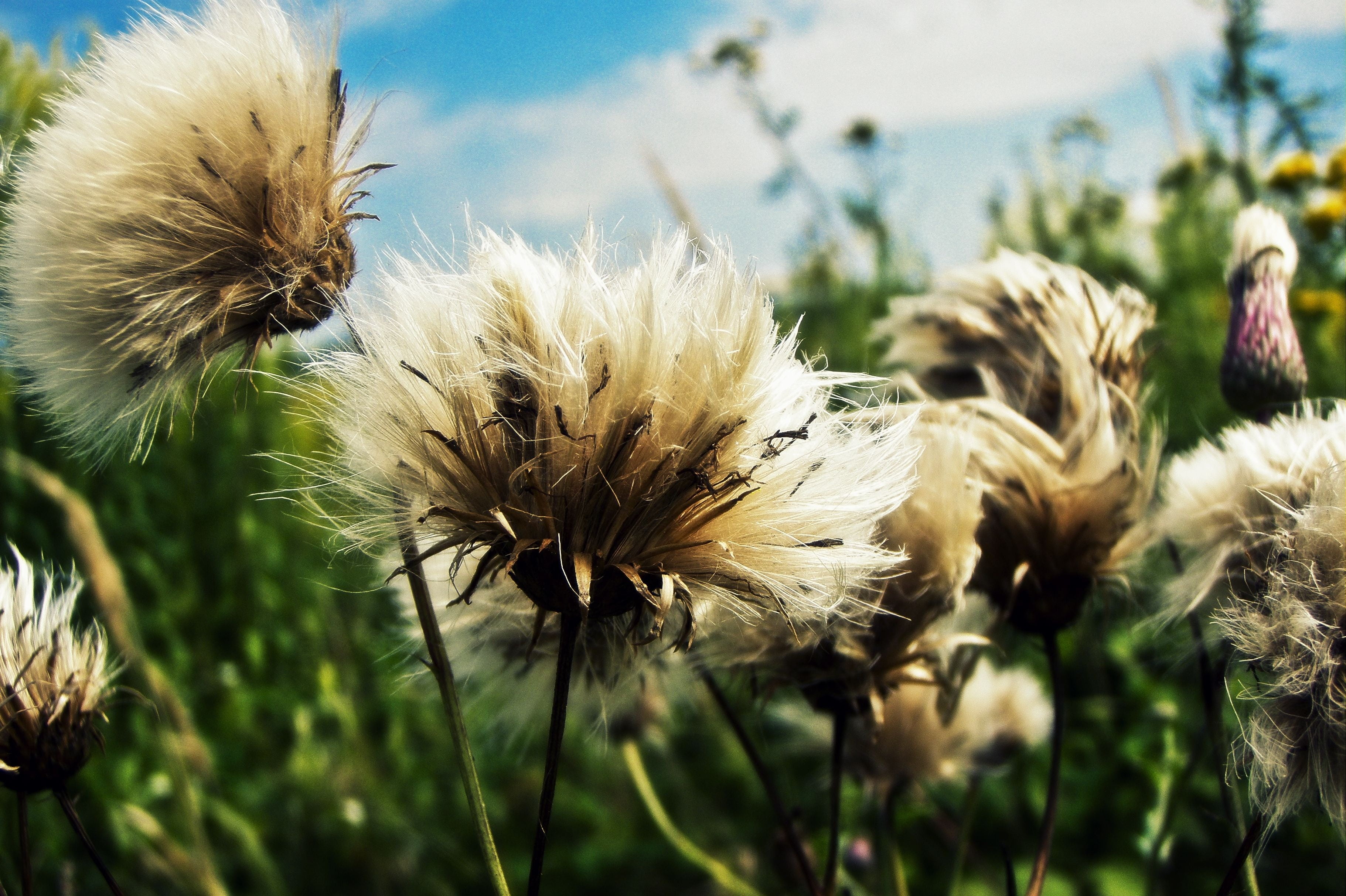 sky, fragile, dandelion seed, delicate, grass, close-up, bright background, white, blossom, sunlight, outdoors, flower head, impression, natural, flowering plant, HD Wallpaper
