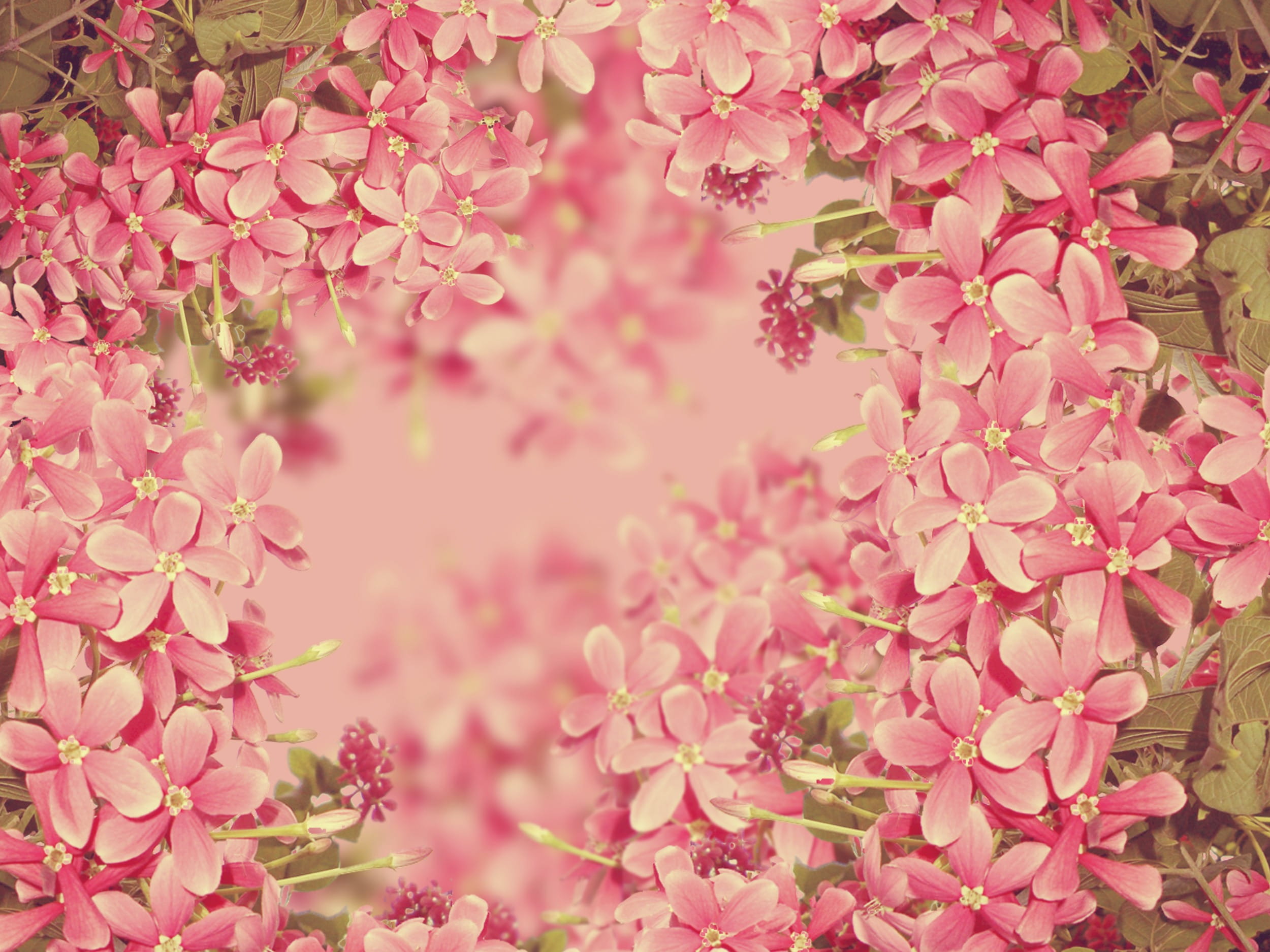 flower Head, natural, petaled, close up, background, floral, day, vegetation, tree, flower, growth, vulnerability, botanical, pink Color, nature, springtime, HD Wallpaper
