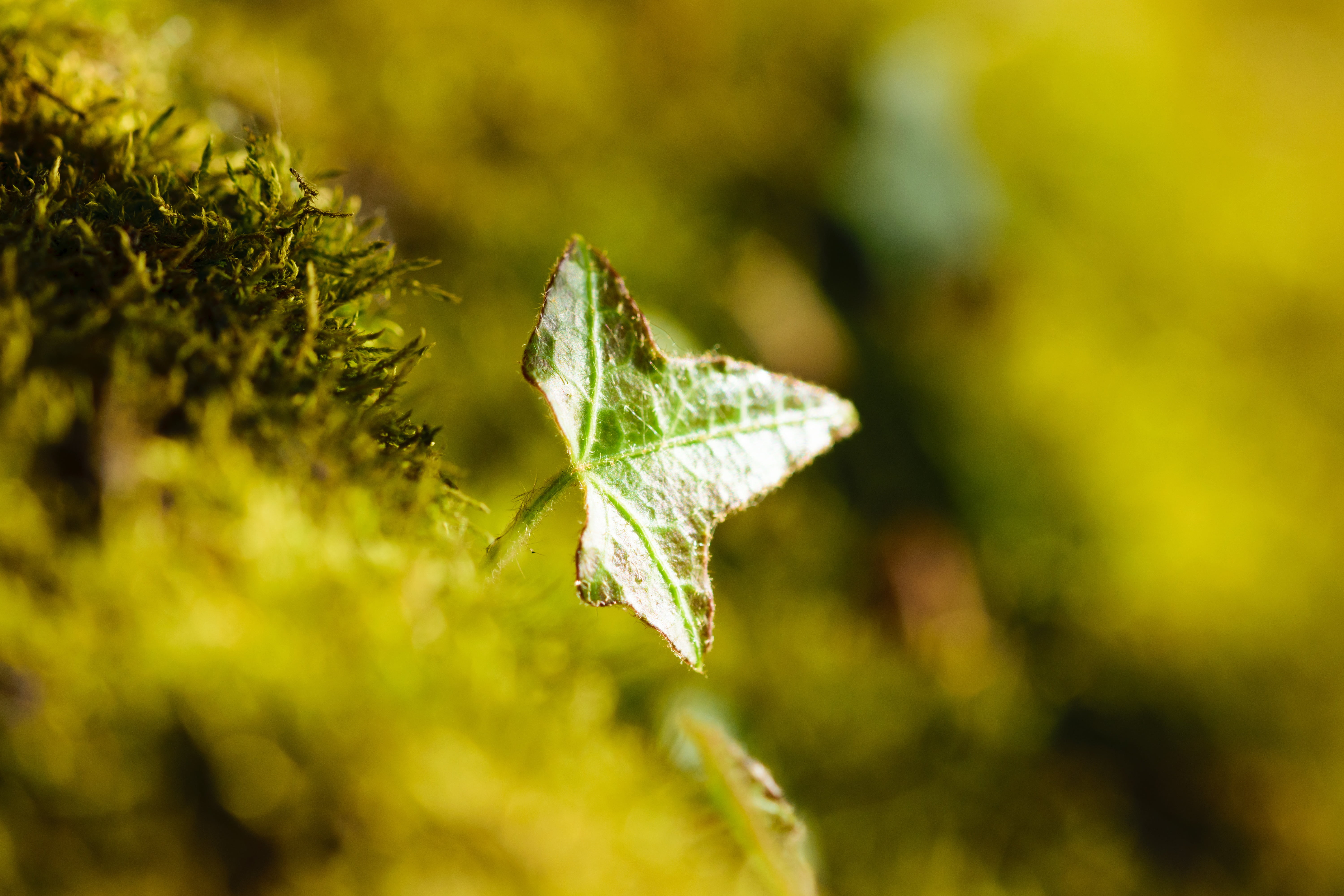 life-size, tree, day, habits, beautiful, colored, seed, close, green, environment, maple leaf, background, grass, white, forest, summer, moss, leafs, natural, HD Wallpaper