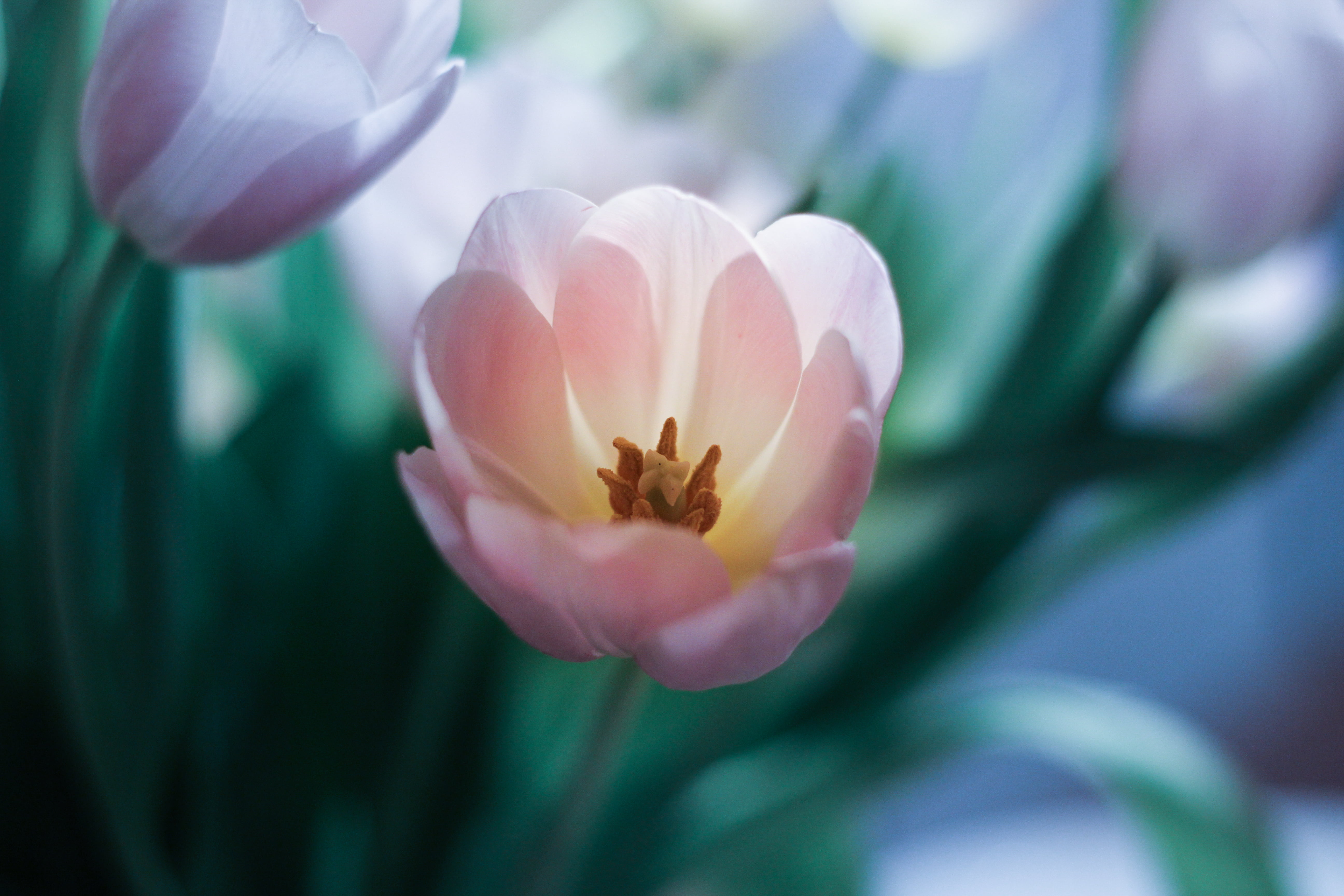 light, flower, beauty In Nature, Heart, petal, closeup, tulip, photography, petaled, golden, Incandescence, plant, pink Color, bloom, 5K, impressive, flower Head, HD Wallpaper