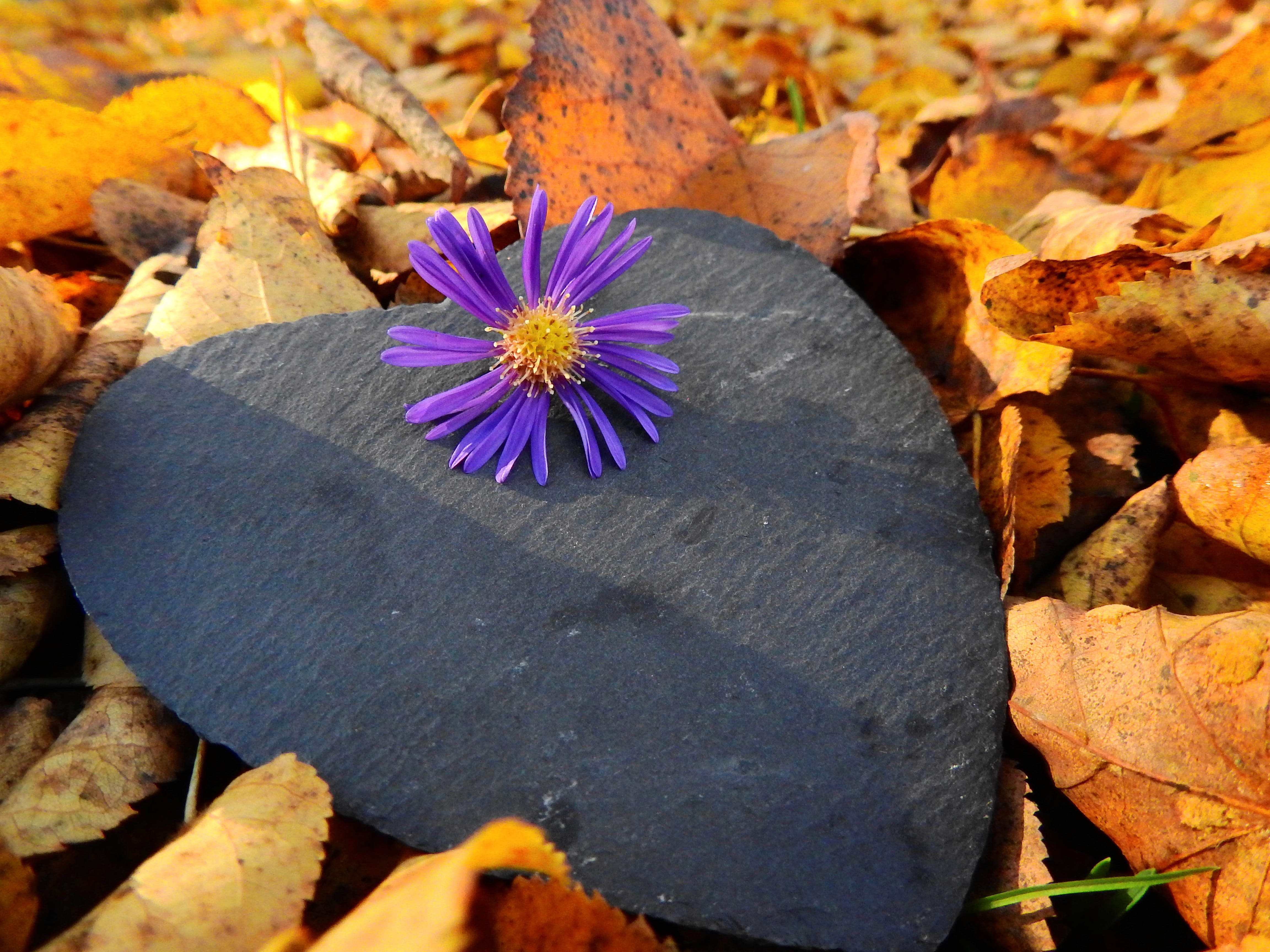 close-up, solid, outdoors, stone, fragility, leaves, plant part, blossom, autumn, 4K, flower, change, golden autumn, rock, Moist, high angle view, freshness, HD Wallpaper