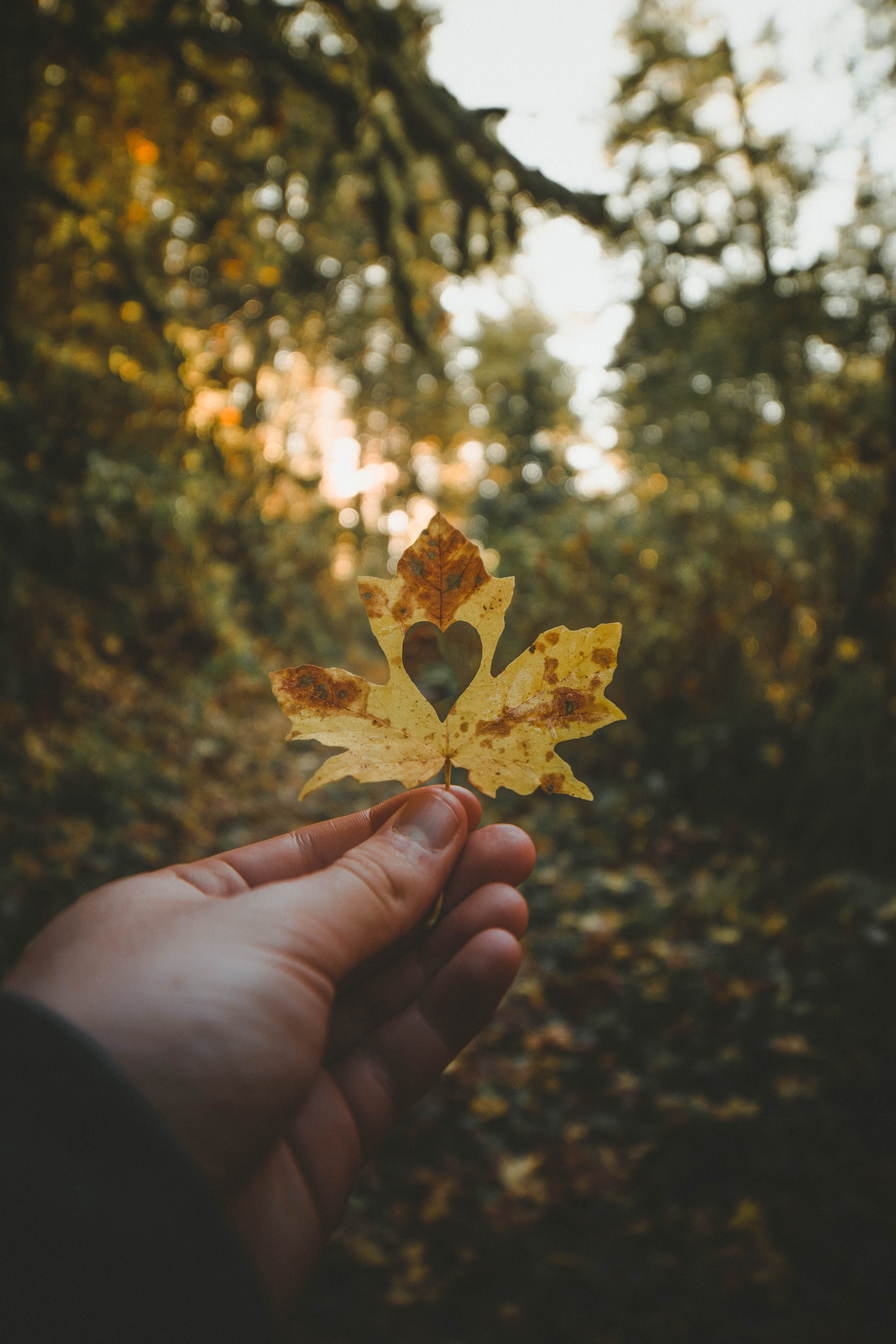 woodland, plant, one person, real people, autumn, maple leaf, finger, heart, hour, close-up, holding, tree, nature, maple, dried, focus on foreground, outdoors, Phone HD Wallpaper