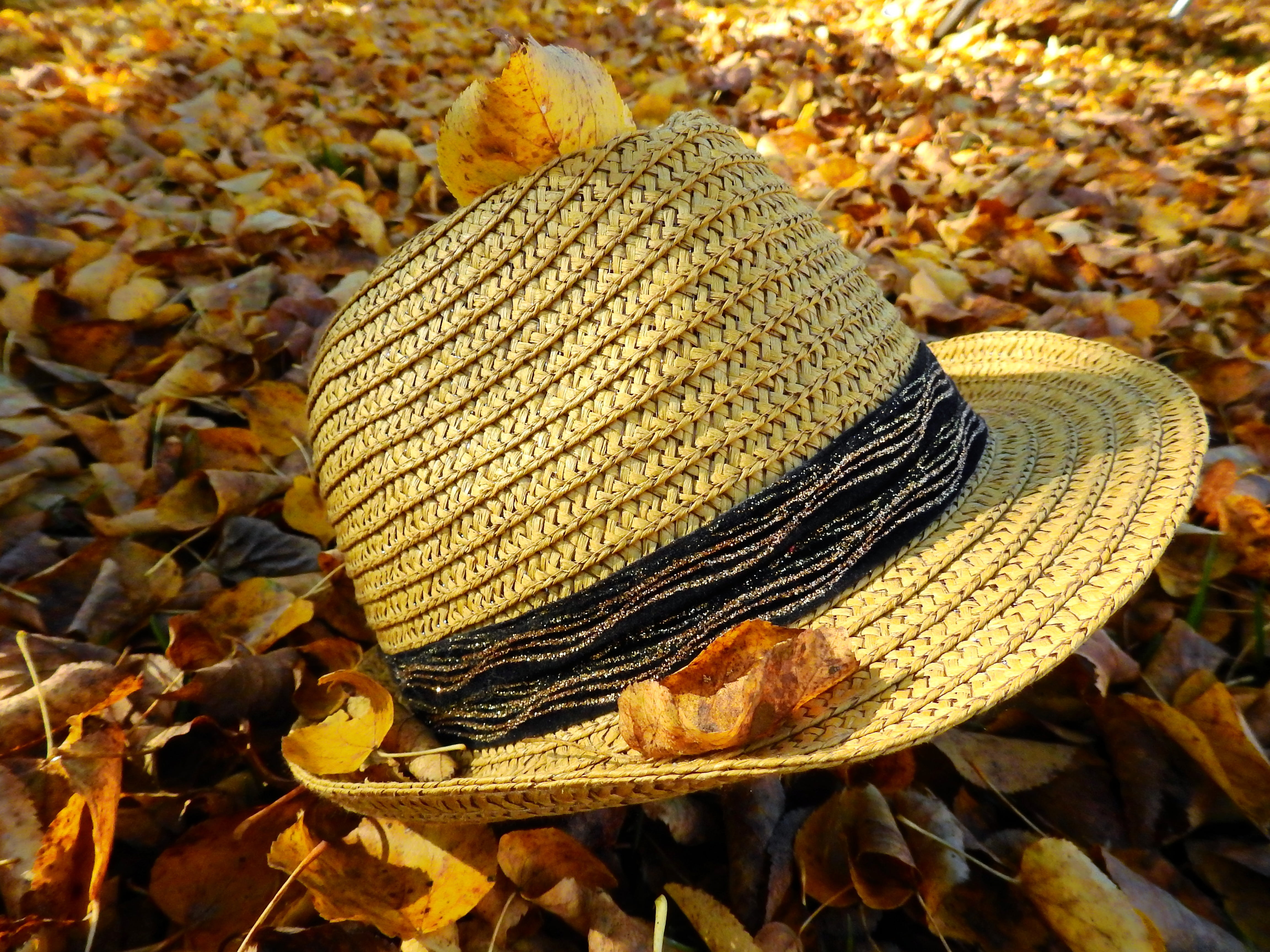 hat, land, wet, high angle view, 4K, plant, day, moist, straw hat, close-up, golden autumn, heart, autumn, plant part, field, beauty in nature, outdoors, HD Wallpaper