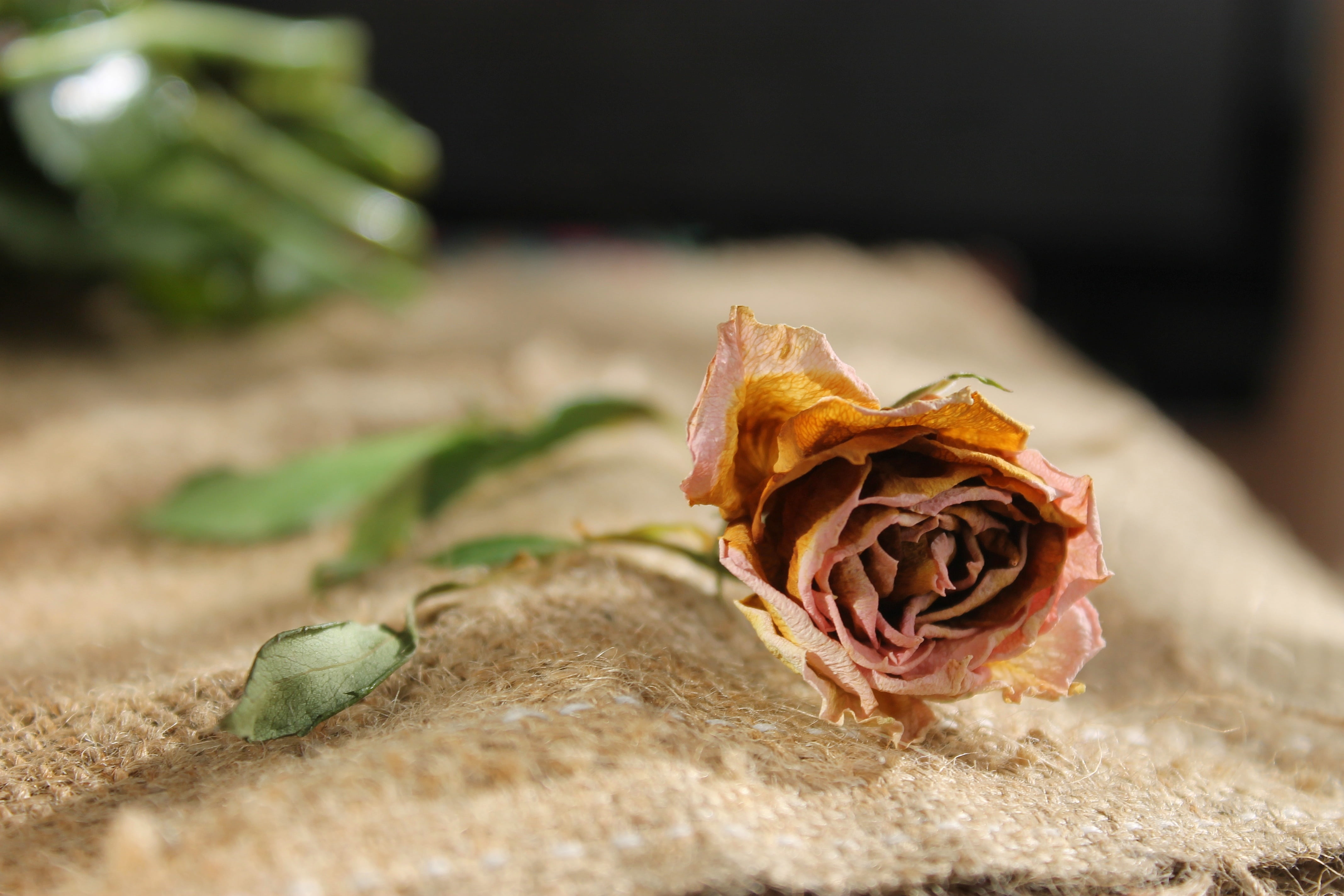 beauty in nature, vulnerability, nature, inflorescence, no people, mood, outdoors, rose - Flower, petal, flowering plant, rose, flowers, plant, dry flower, HD Wallpaper