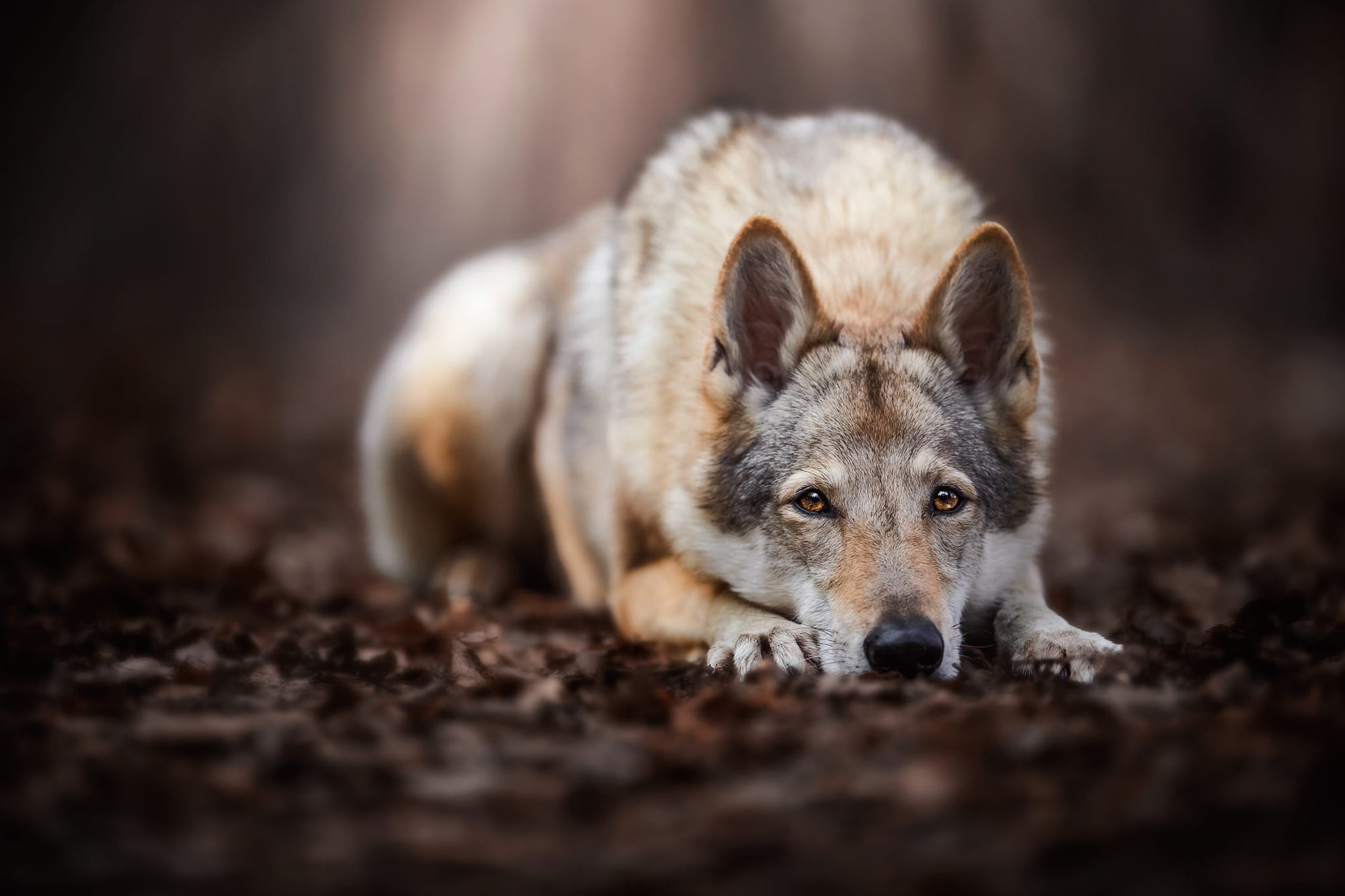 1080P, wolf, paws, the dark background, pose, forest, lies, autumn, look, wolf dog is a sarloos passed away, nature, leaves, dog, HD Wallpaper