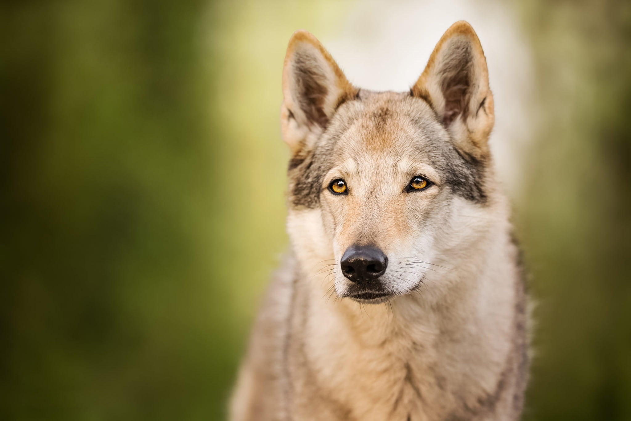 look, wolf, portrait, dog, green background, wolf dog, face, 1080P, bokeh, wolf dog is a sarloos passed away, Volchak, HD Wallpaper