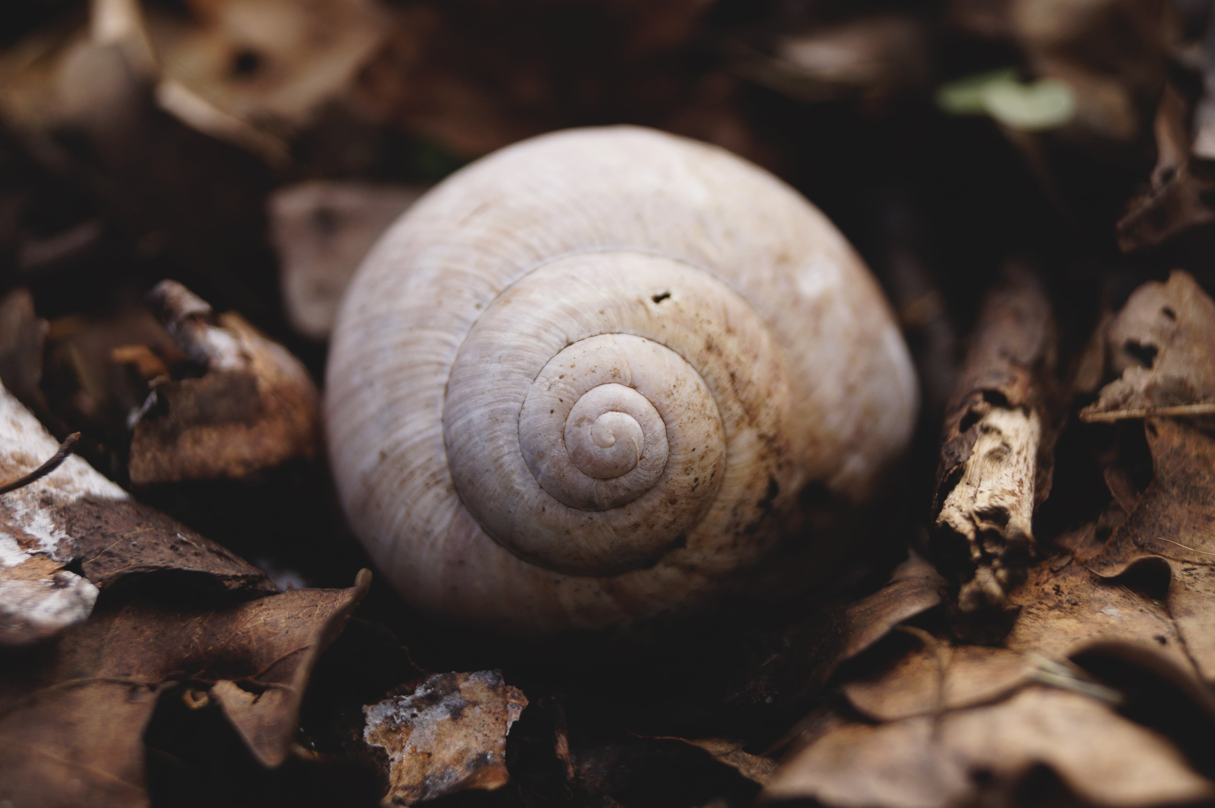 snail, snail shell, leaf, day, plant part, invertebrate, passing away, animal wildlife, fauna, selective focus, close-up, spiral, no people, animals in the wild, HD Wallpaper