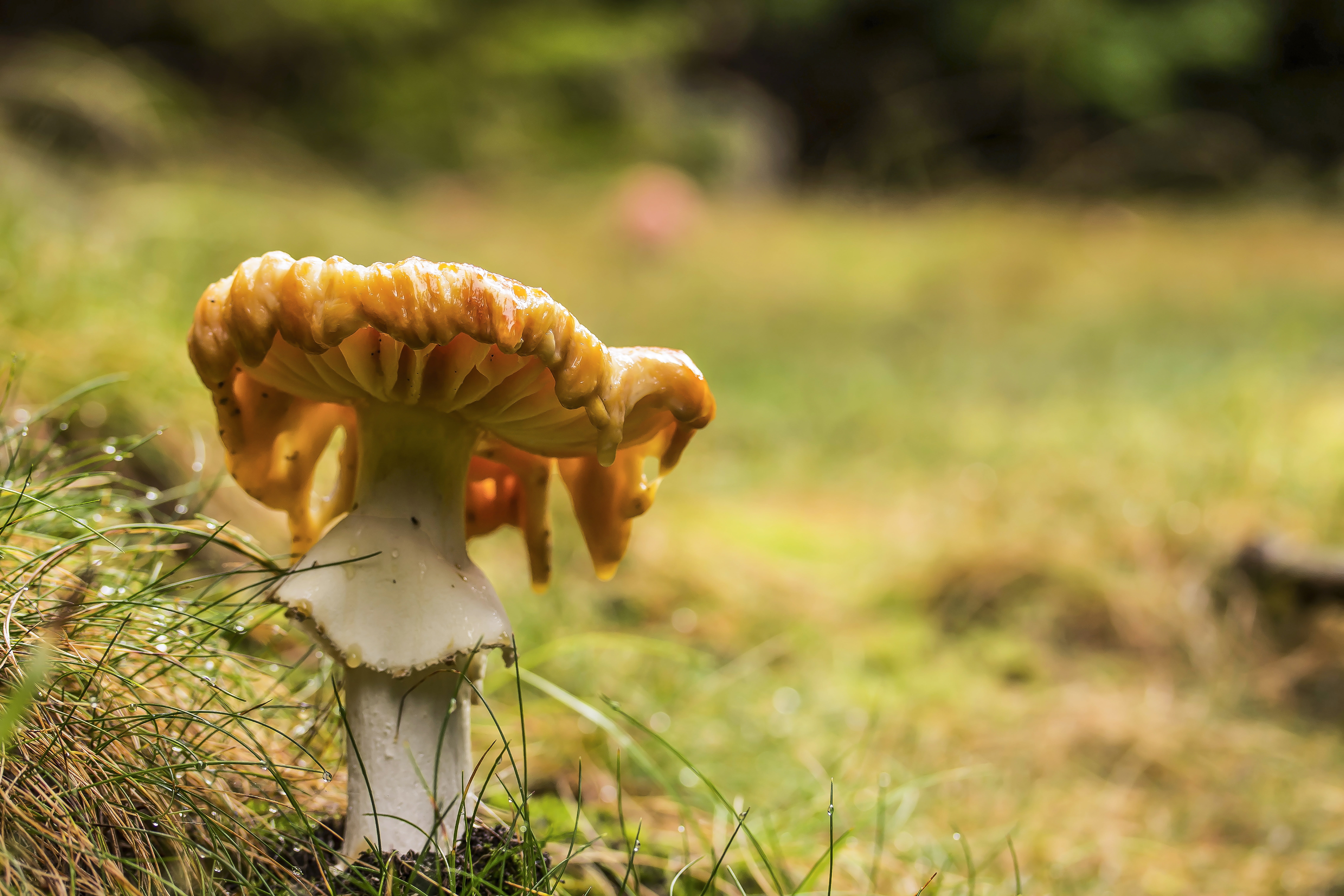 field, toadstool, fragility, grass, focus on foreground, vulnerability, land, flower, growth, plant, day, outdoors, nature, passing away, close-up, food and drink, HD Wallpaper