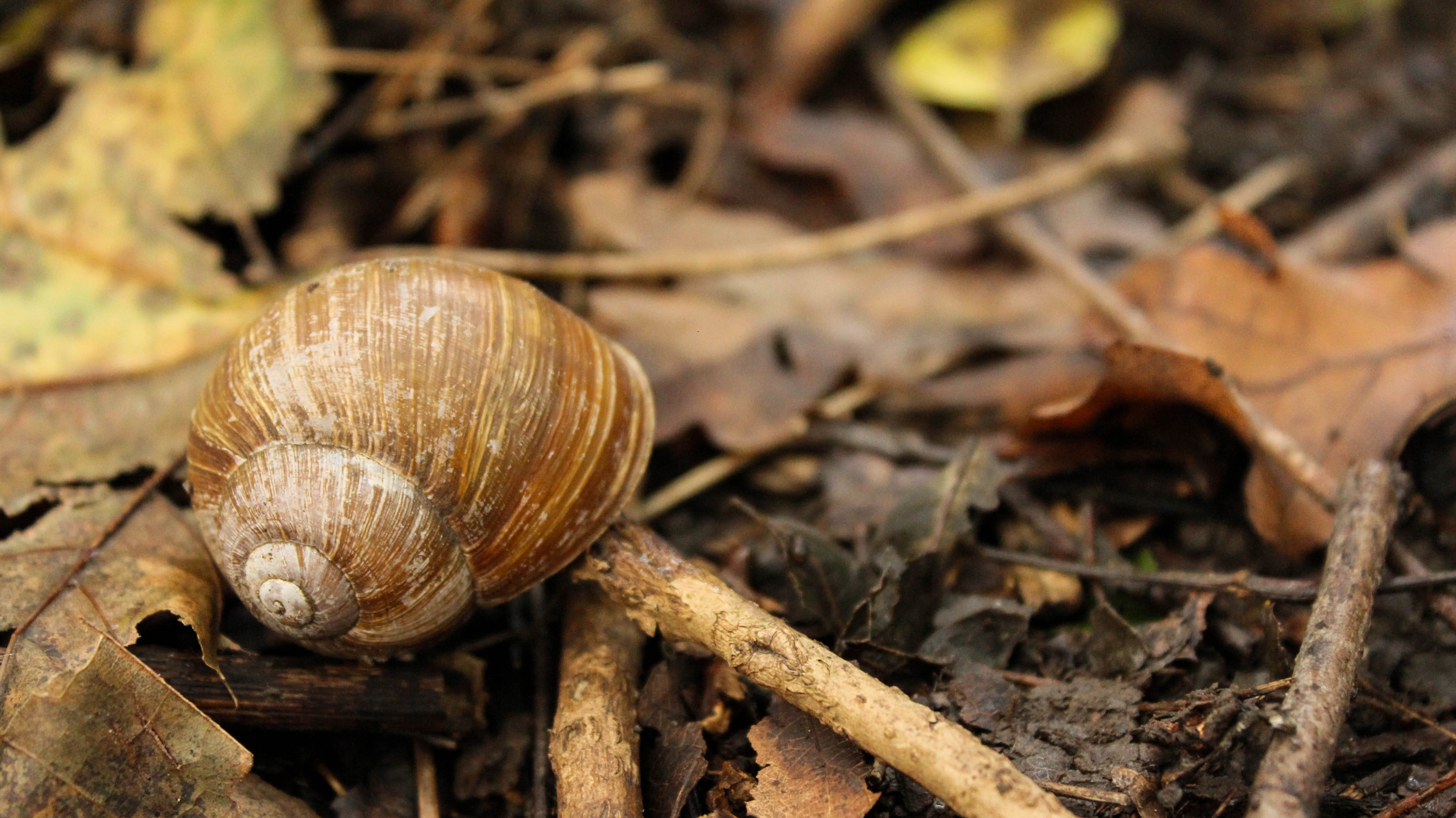 Autumn, animal, animal wildlife, invertebrates, dry, inch, animal themes, 5K, animal shell, slow, empty shell, fauna, mollusk, snail, animals in the wild, HD Wallpaper
