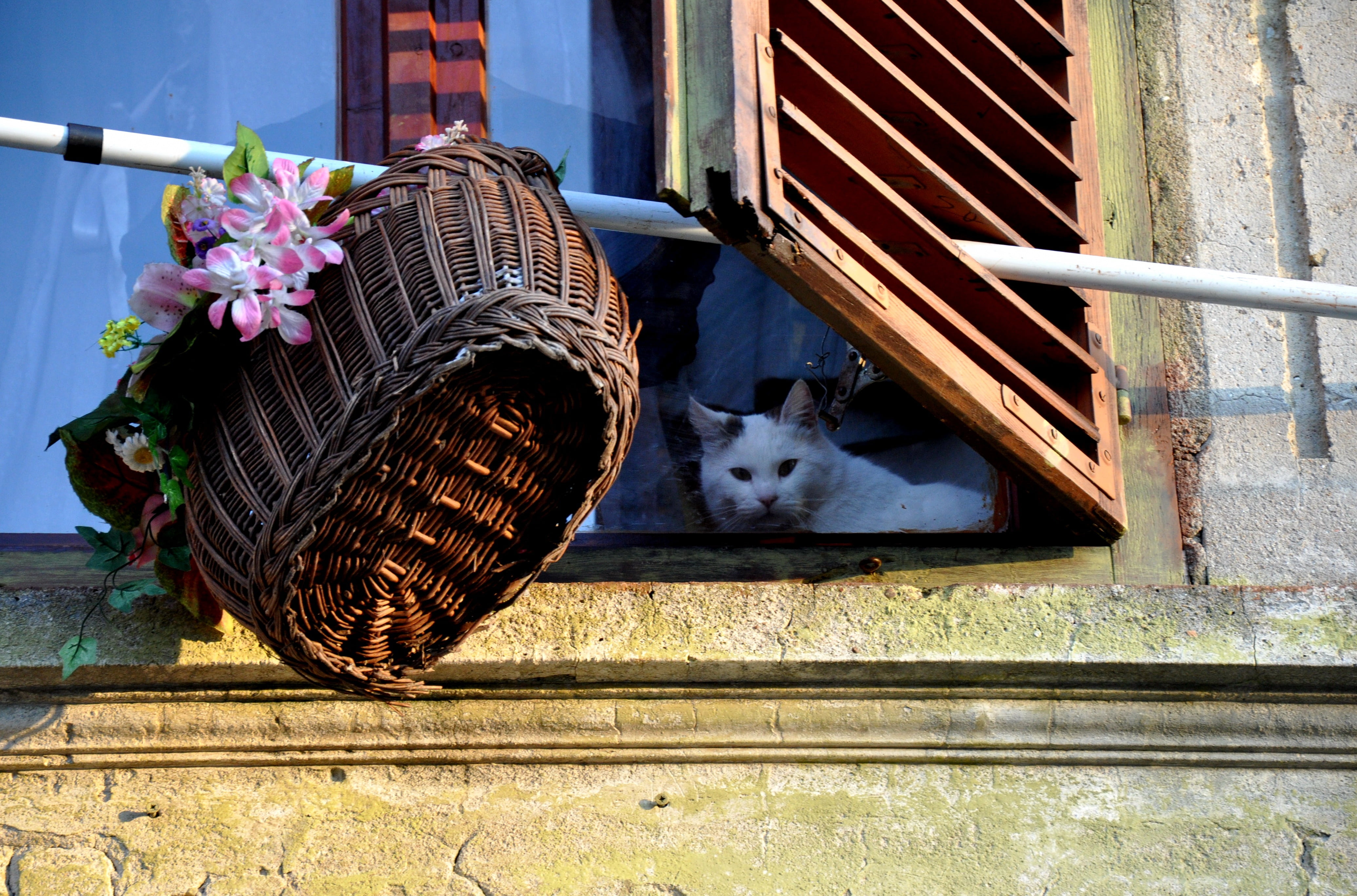 basket, vertebrate, 4K, built structure, domestic animals, cultures, domestic, poverty, building exterior, animal, animal head, old-age, container, mammal, HD Wallpaper