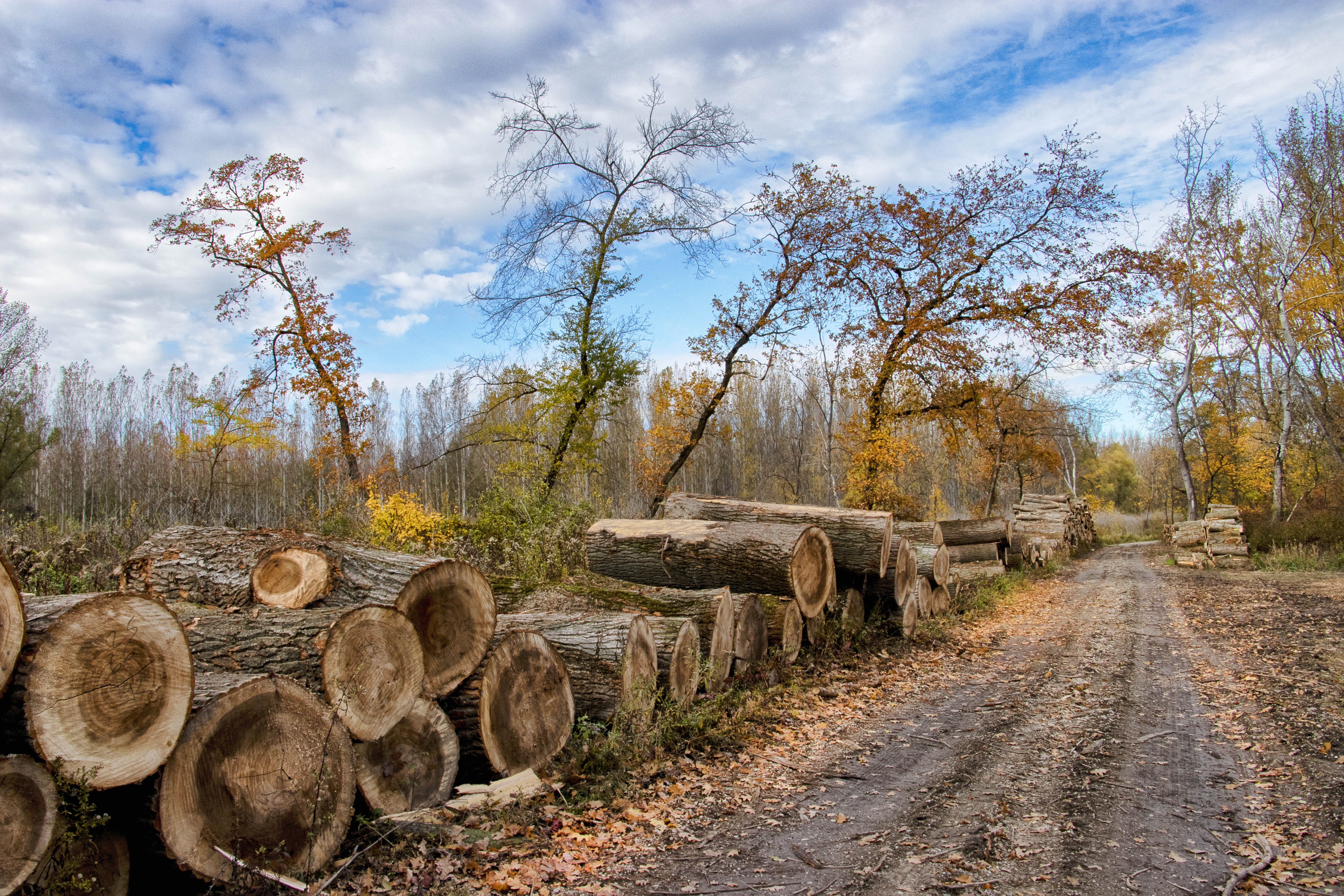 nature, 5K, cloud - sky, timber, trees, forest, landscape, day, deforestation, firewood, field, logging, sky, plant, land, wood - material, trunks, log, HD Wallpaper