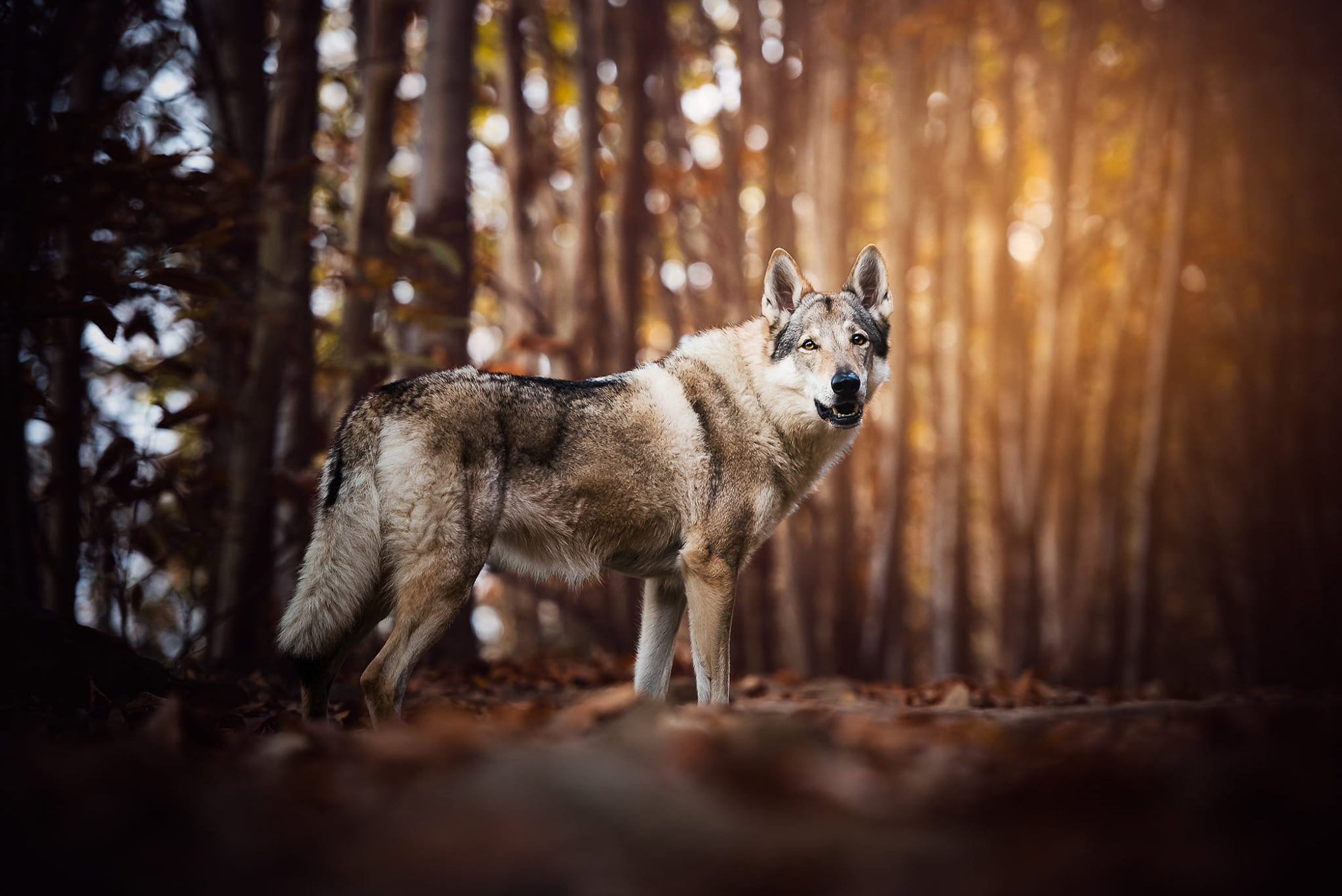 look, nature, handsome, forest, trunks, is, pose, trees, glare, mood, Park, wolf, wolf dog is a sarloos passed away, background, breed, leaves, face, dog, HD Wallpaper