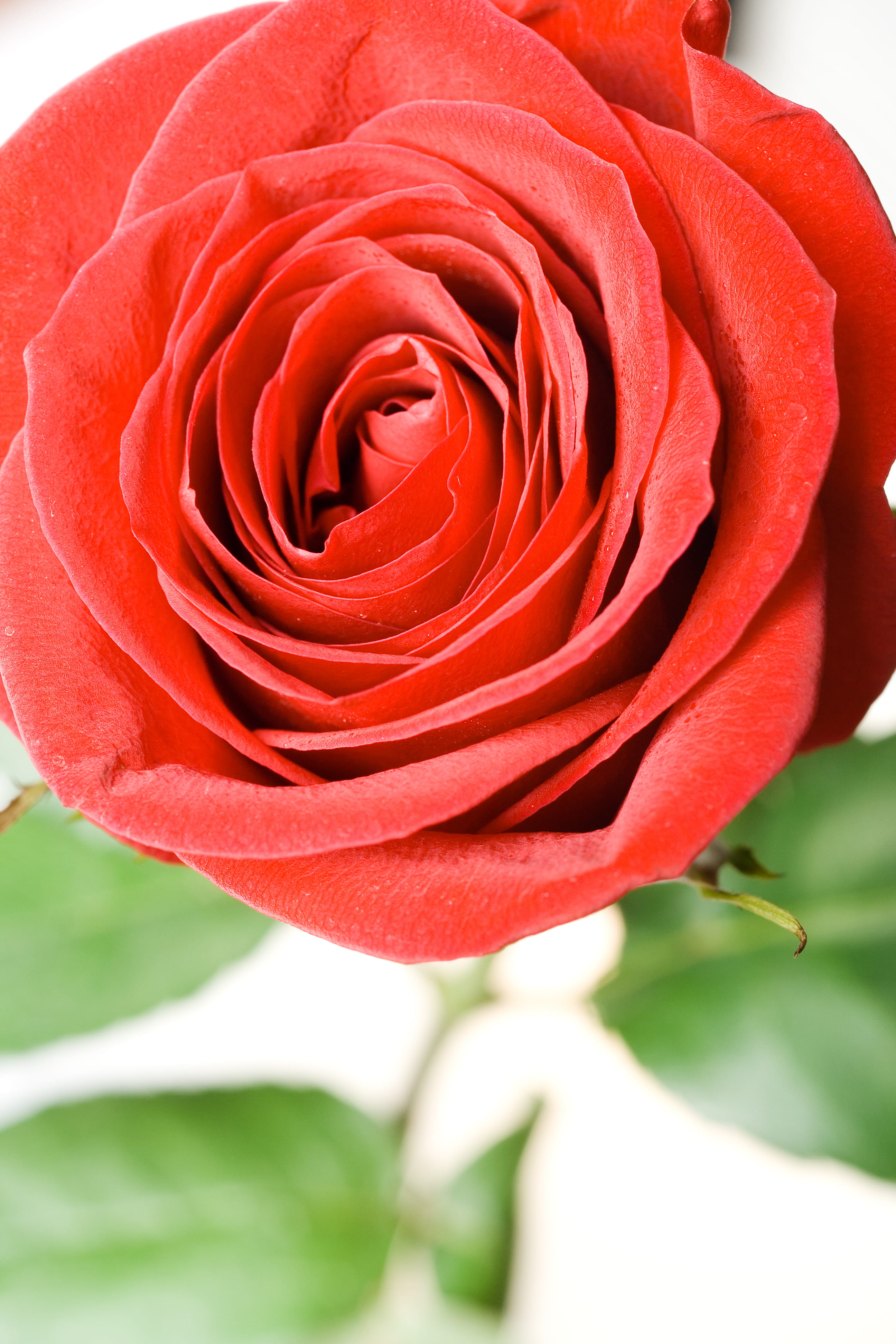 closeup, flowering plant, color, rose - flower, flower, holiday, red, singleflower, anniversary, summer, beauty in nature, plant, nobody, celebration, outdoors, Phone HD Wallpaper