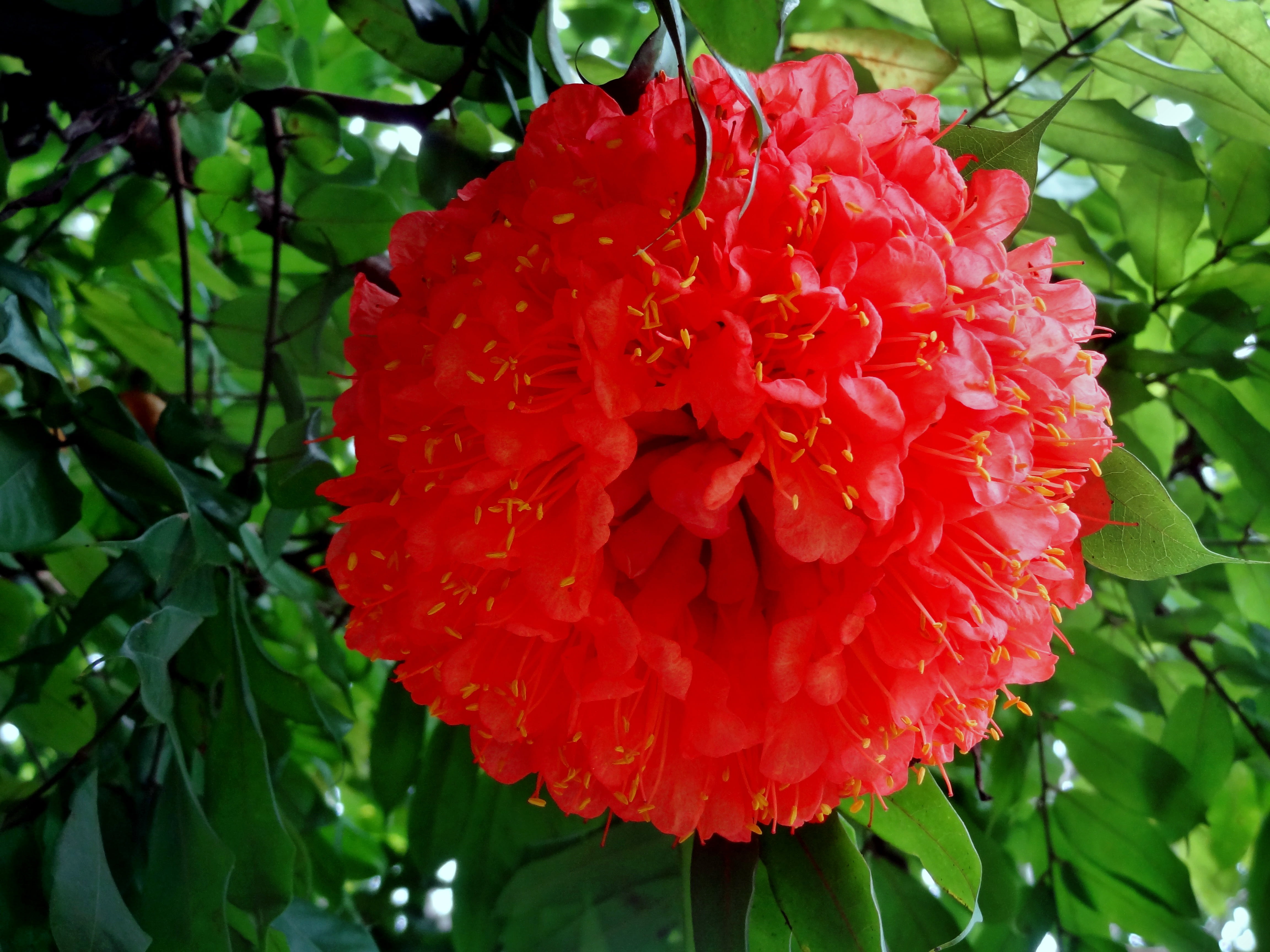 plant, summer, spring, plant part, flower head, leaf, floral, beauty in nature, no people, decoration, bright, petal, bud, season, colorful, growth, flowering plant, HD Wallpaper