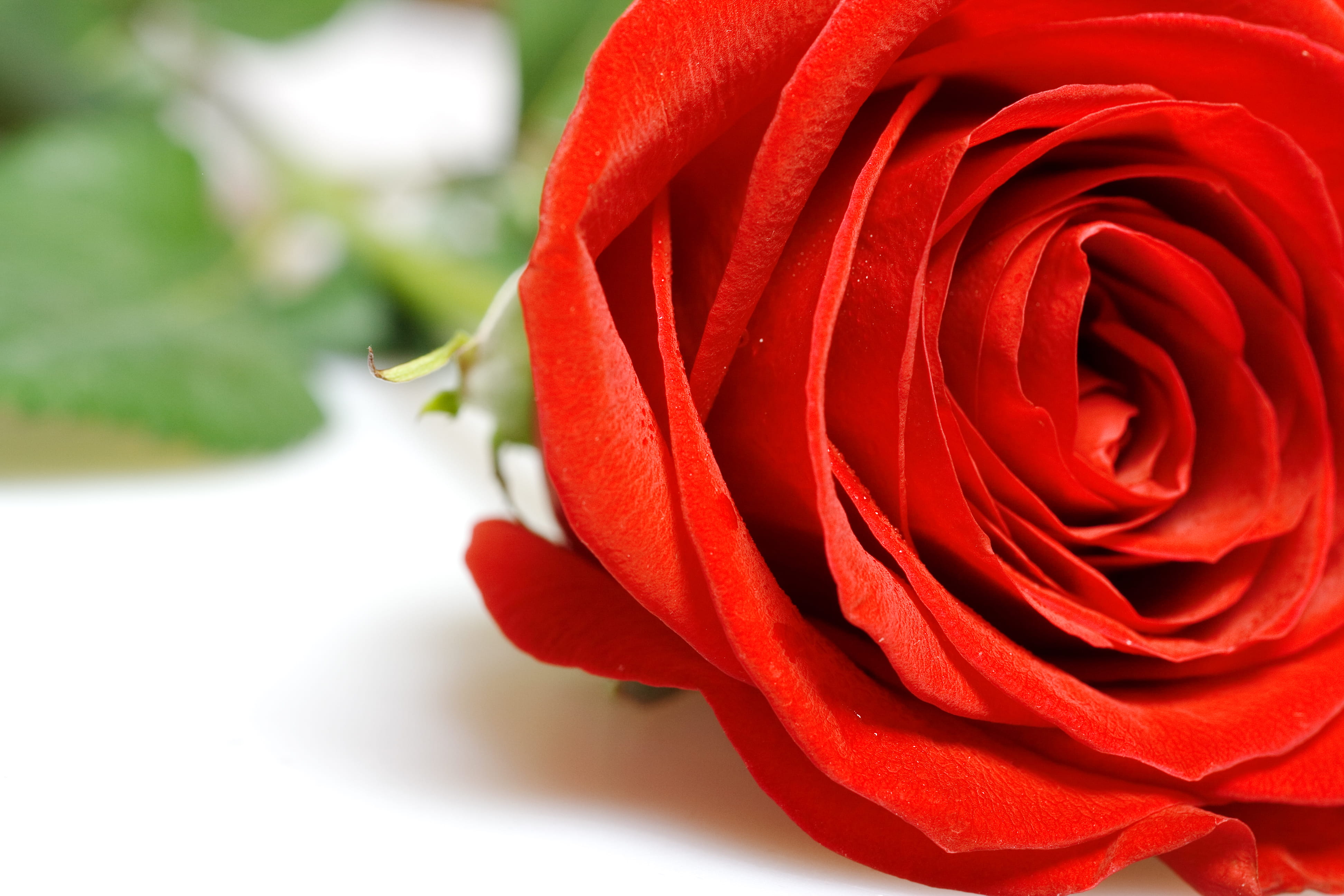single, petal, valentineday, elegant, floral, passion, event, singleflower, flower head, fresh, rose, stem, love, red, white, holiday, decoration, nature, HD Wallpaper
