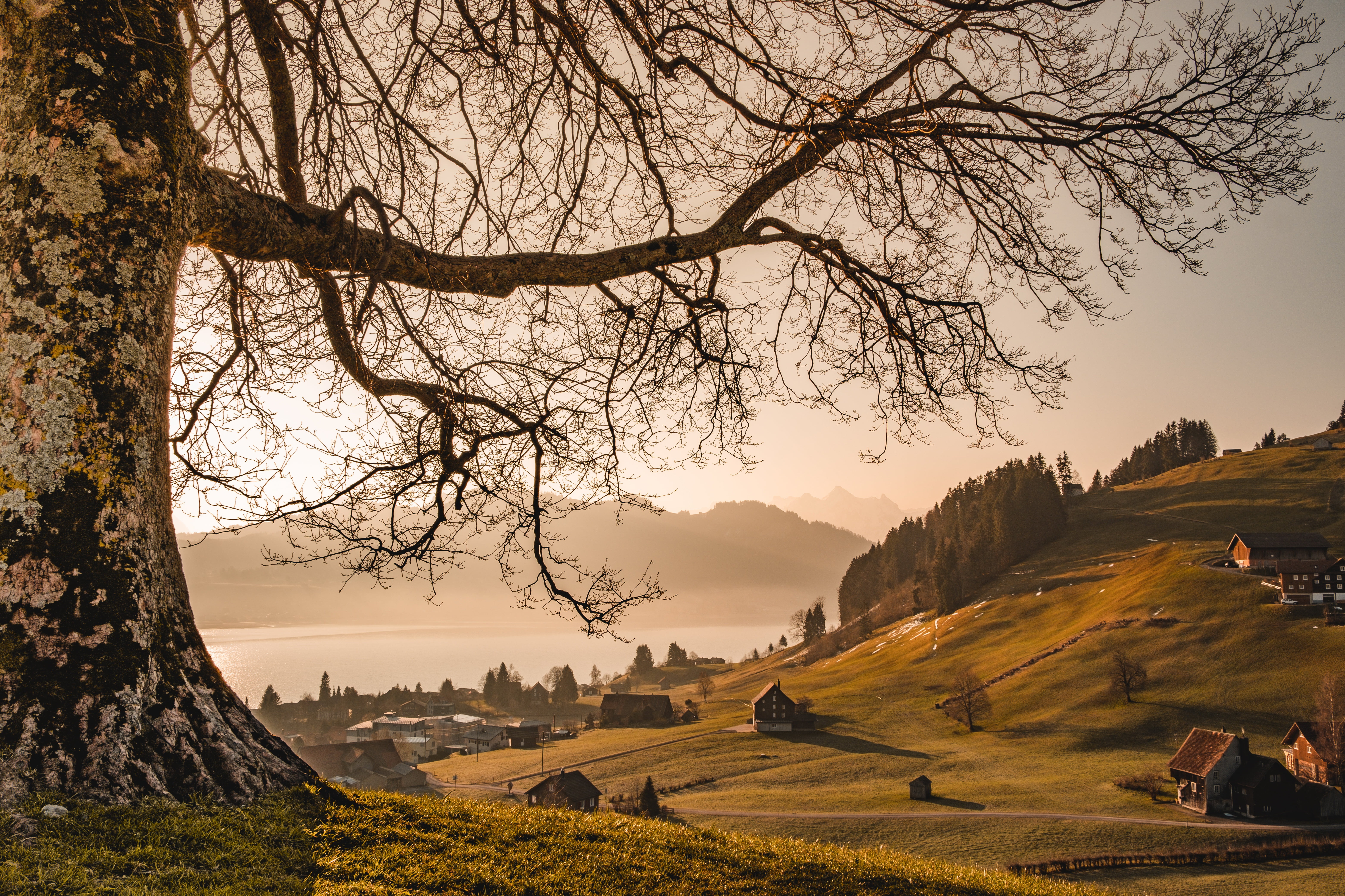 nature, Bird Stove - Einsiedeln, Switzerland, 5K, HD Wallpaper