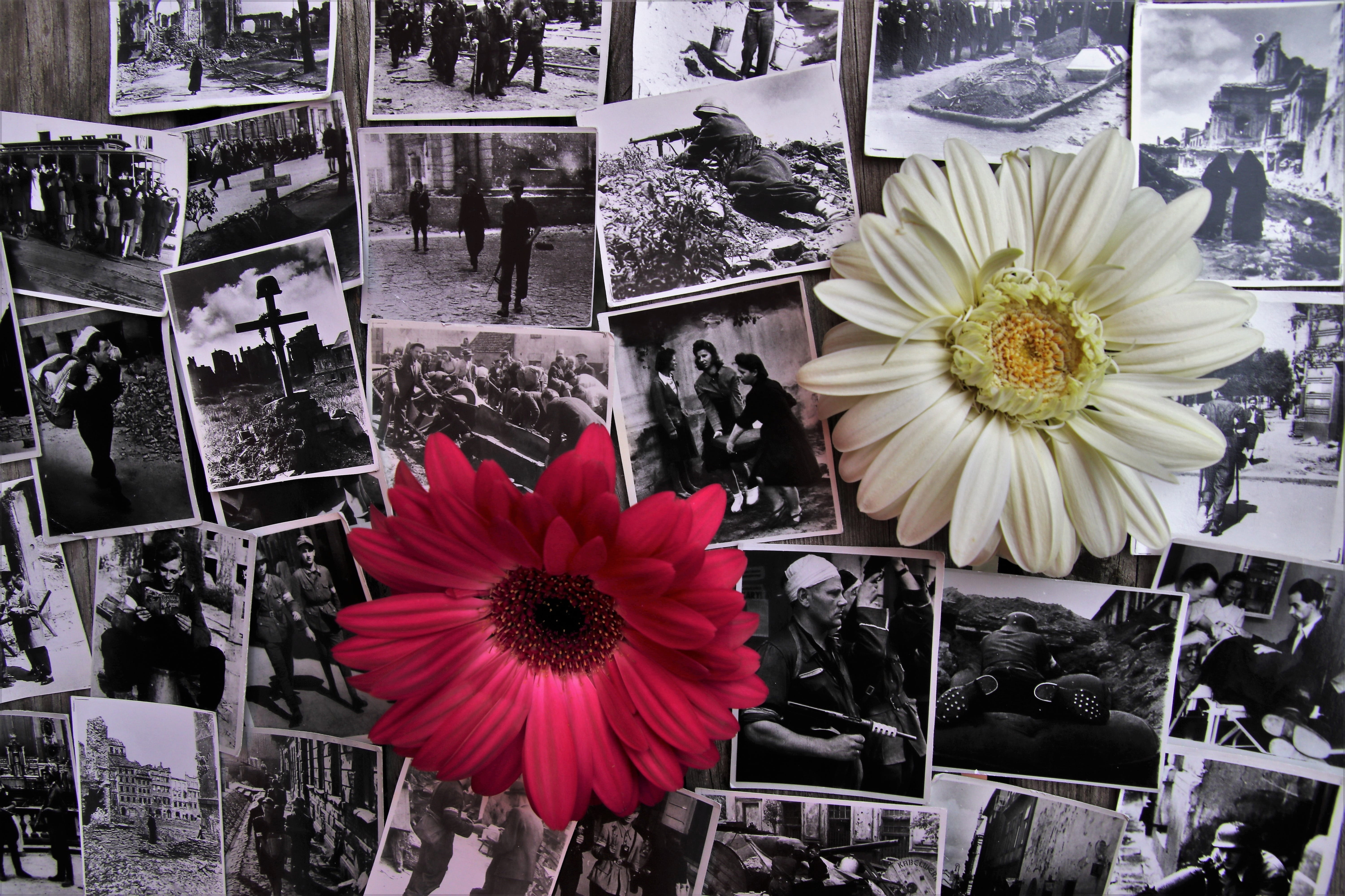 the tragedy, aug, inflorescence, nature, flower head, 5K, first, symbol, world war ii, the war, warsaw uprising, retail display, armageddon, fragility, HD Wallpaper