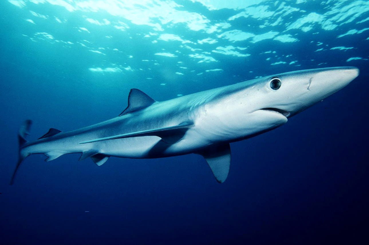 fish, predator, vertebrate, underwater diving, saltwater fish, prionace, photo, wildlife, swimming, Blue Shark, water, sea Life, murderer, carnivore, shark, HD Wallpaper