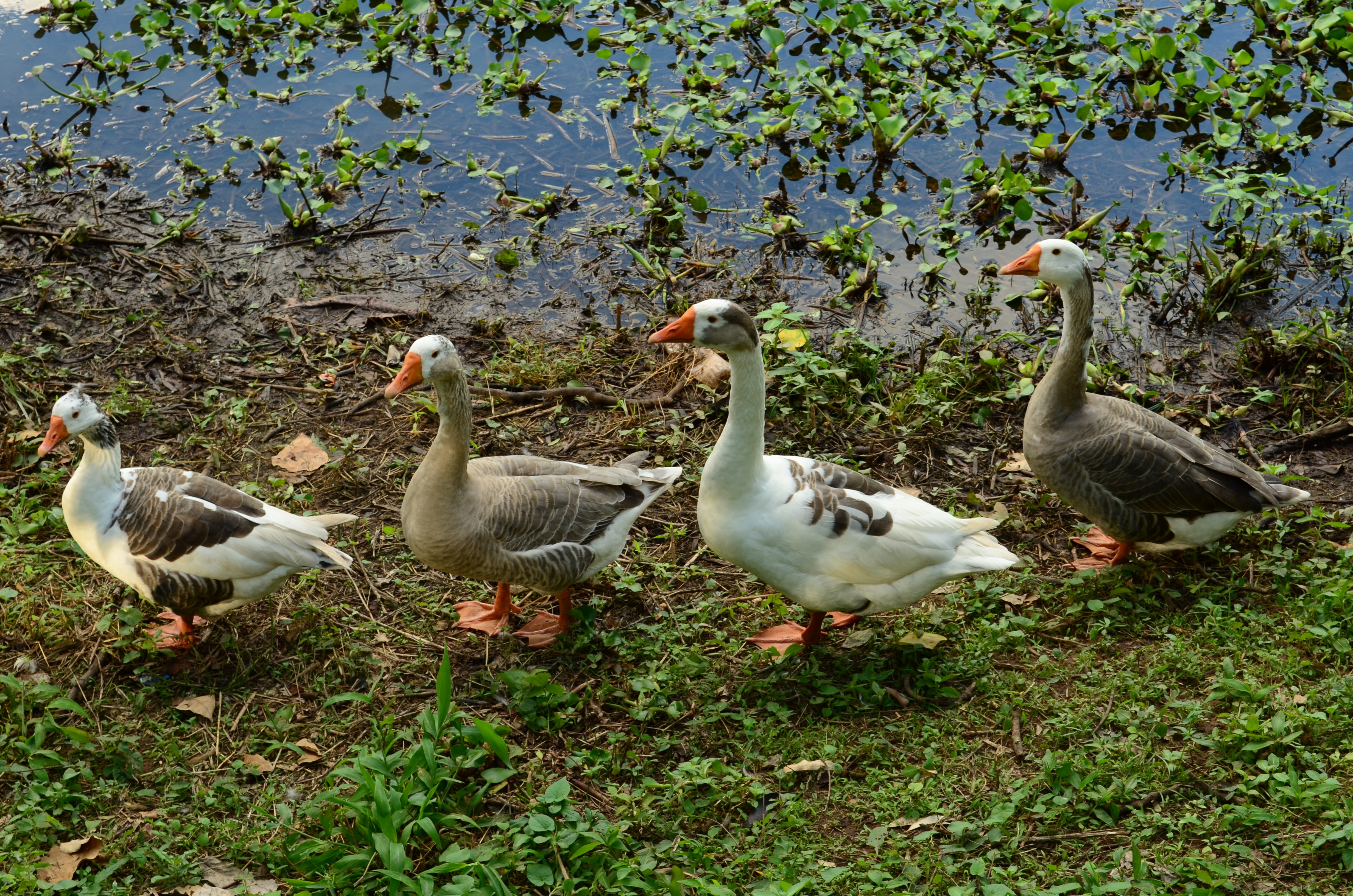 outdoors, walk, happy, four, land, farm, example, animal family, row, vertebrate, group of animals, flock of birds, day, family, animal, lake, gray, leader, HD Wallpaper