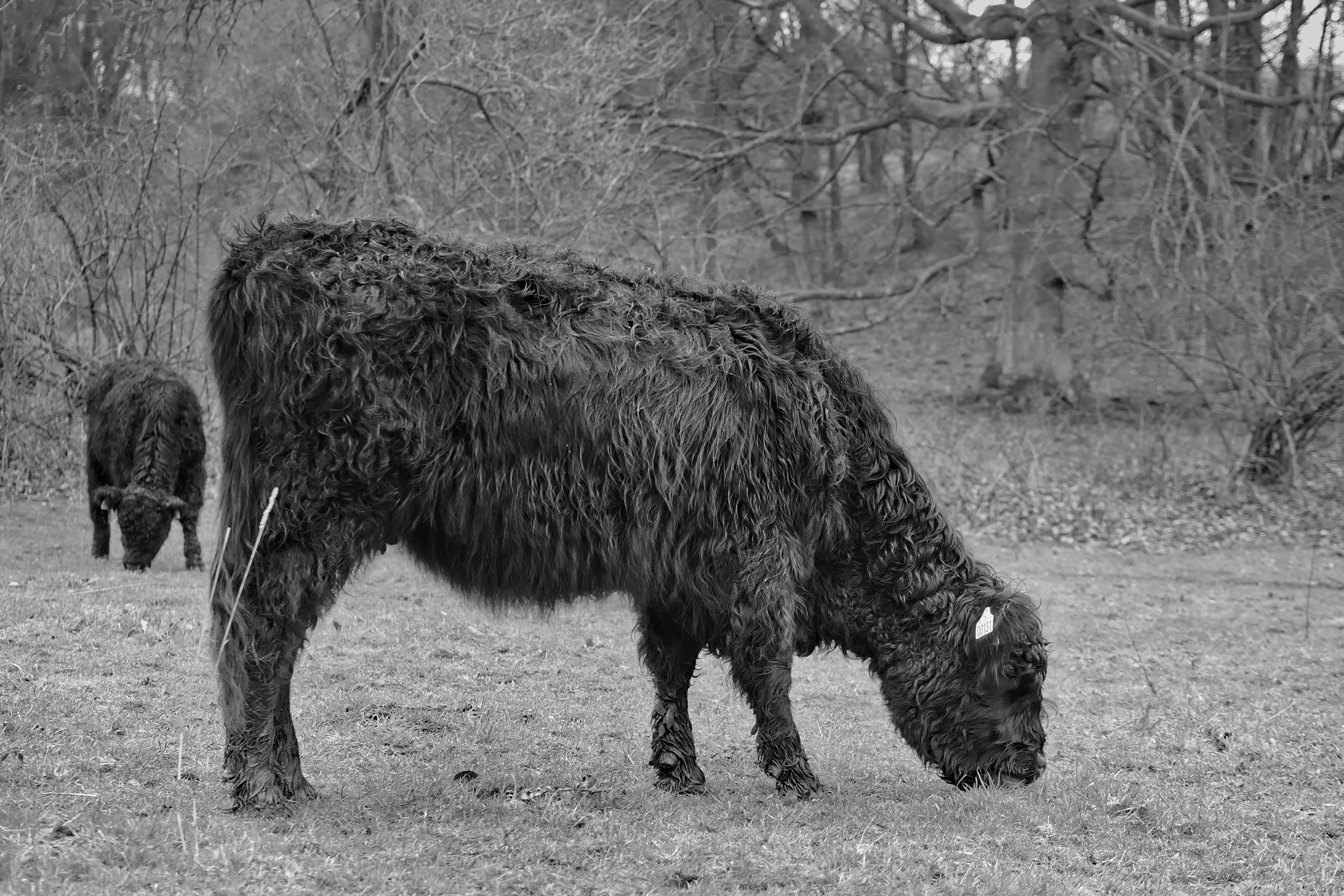 sad, one animal, herbivorous, bnw, outdoors, bull, nature, animal, day, tree, horse, texture, field, black and white, vertebrate, white, animals, domestic animals, HD Wallpaper