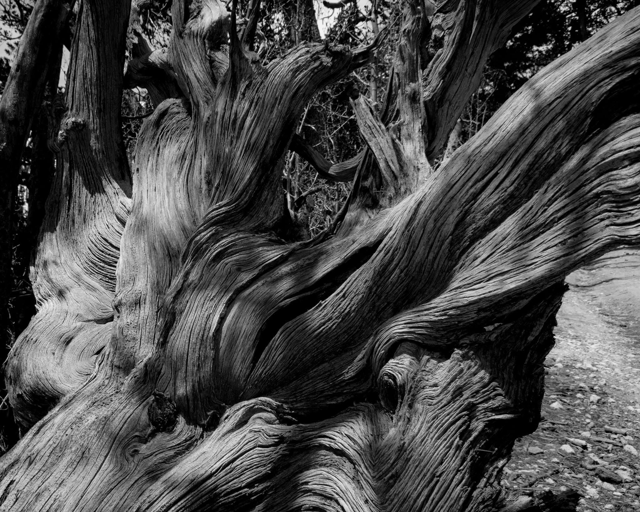 trunk, growth, rough, plant, outdoors, day, no people, wood, nature, knurled wood, tree trunk, black and white, ext, textured, bark, close-up, full frame, HD Wallpaper