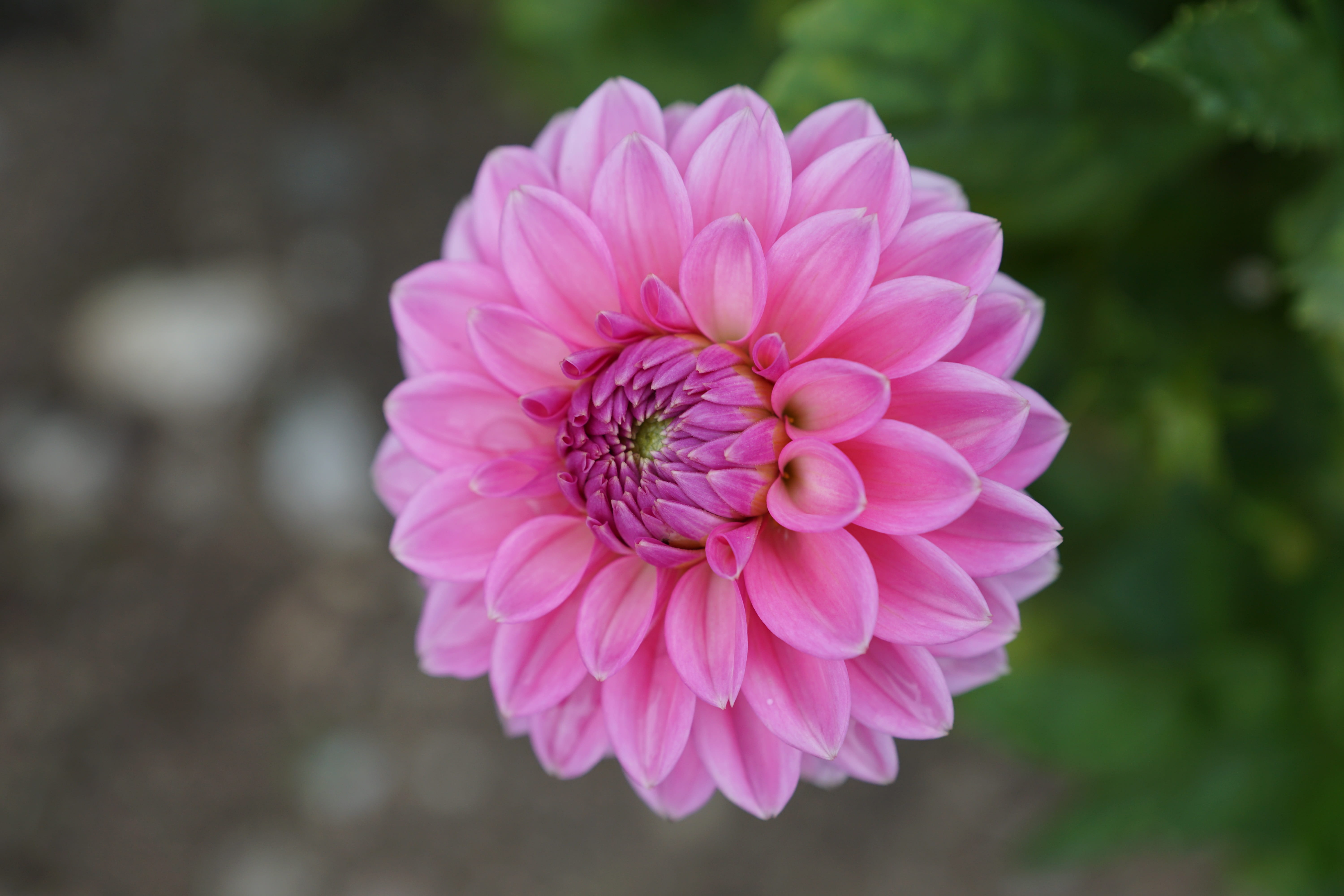 fragility, beauty in nature, flower head, dallie, springtime, vulnerability, flower, pink color, inflorescence, plant, spring, freshness, easter, cellular, HD Wallpaper