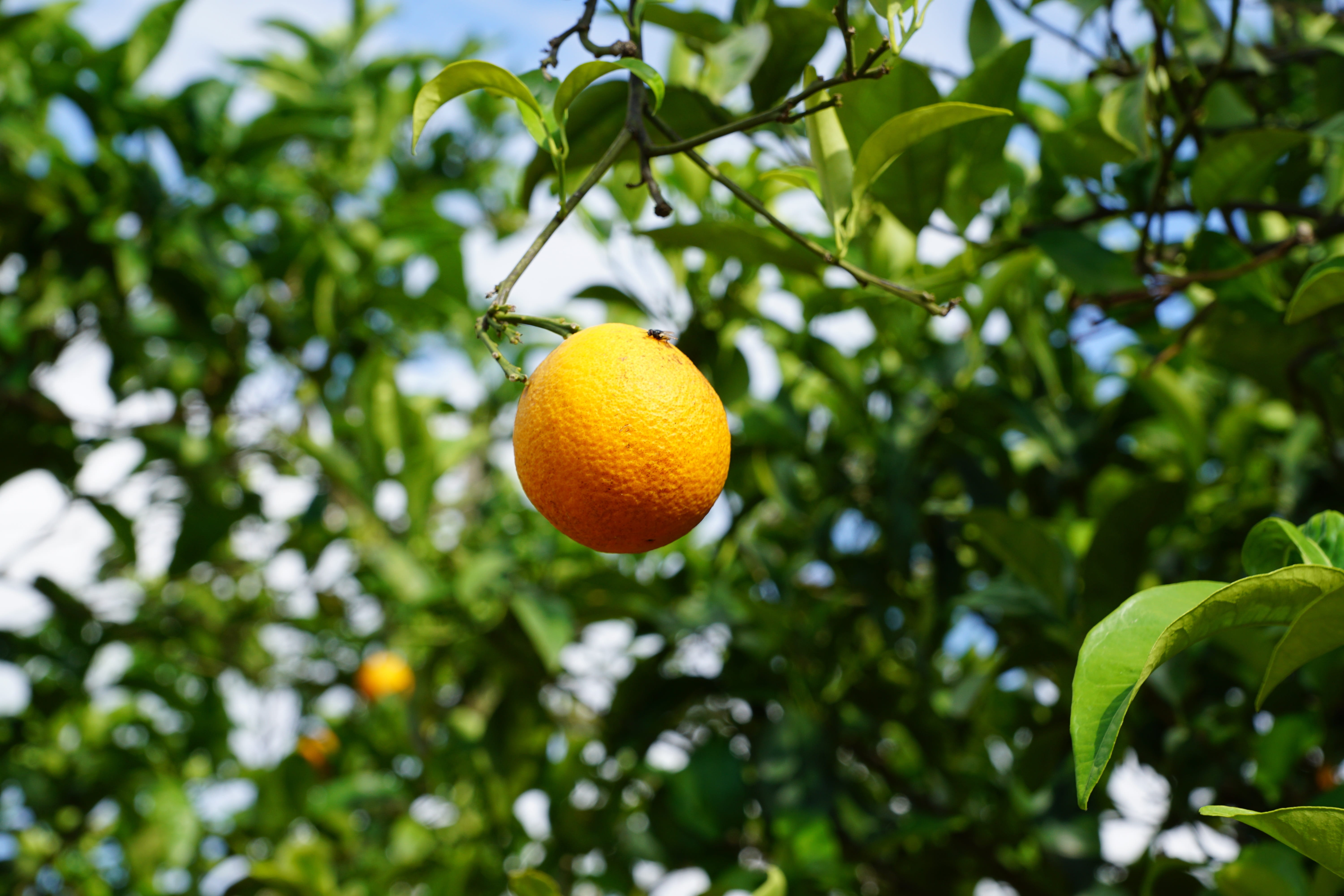 food, vegan, food and drink, mediterranean, 5K, beauty, easter, park, womens day, spa, surprise, cosmetics, citrus fruit, healthy eating, pentecost, fruit, HD Wallpaper