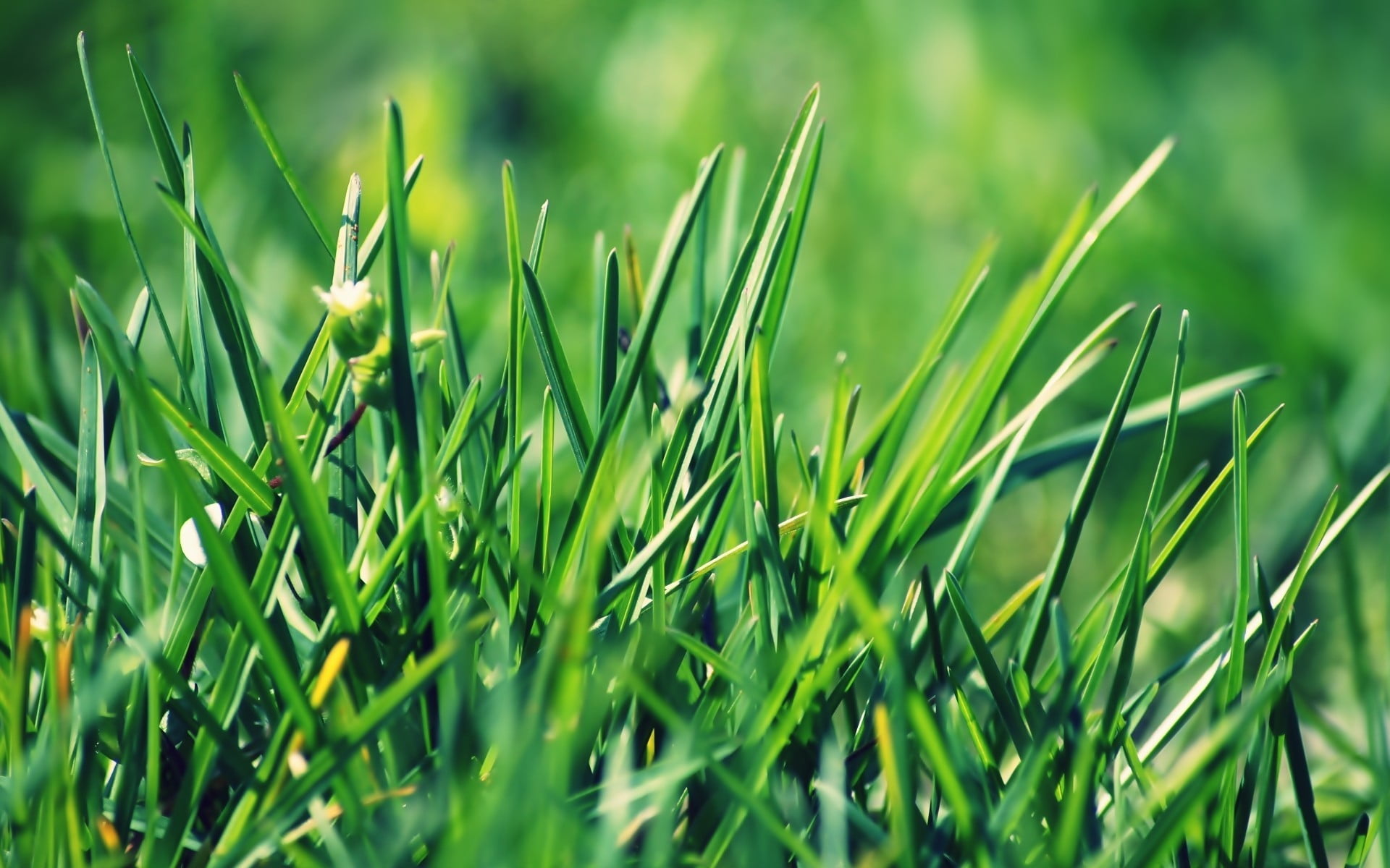 no people, blade of grass, landscape, summer, depth of field, freshness, day, field, outdoors, spring, 1080P, green, grass, agriculture, nature, plant, HD Wallpaper
