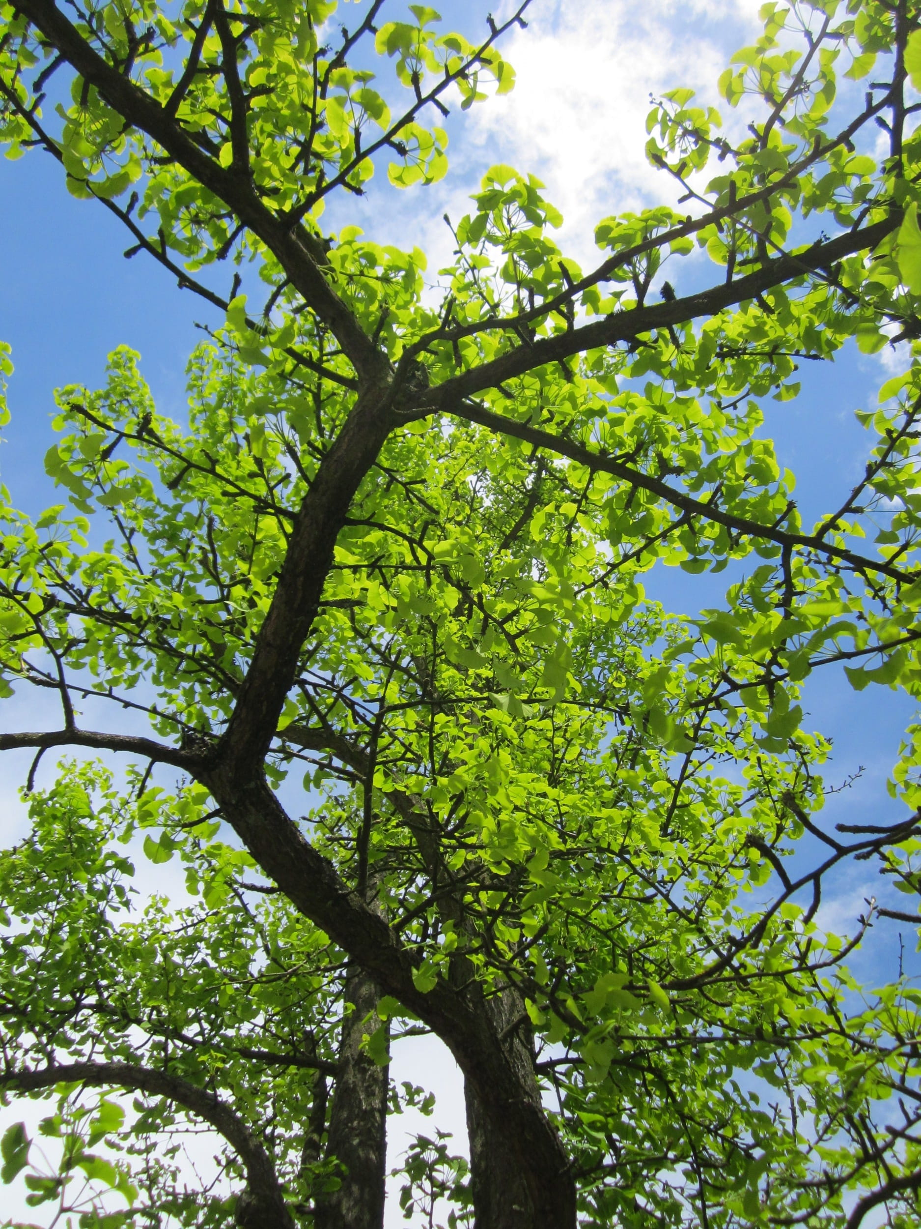 green color, trunk, plant, foliage, plant part, maidenhair tree, beauty in nature, tree, flora, leaf, 1080P, day, tree canopy, botany, sky, outdoors, branch, Phone HD Wallpaper