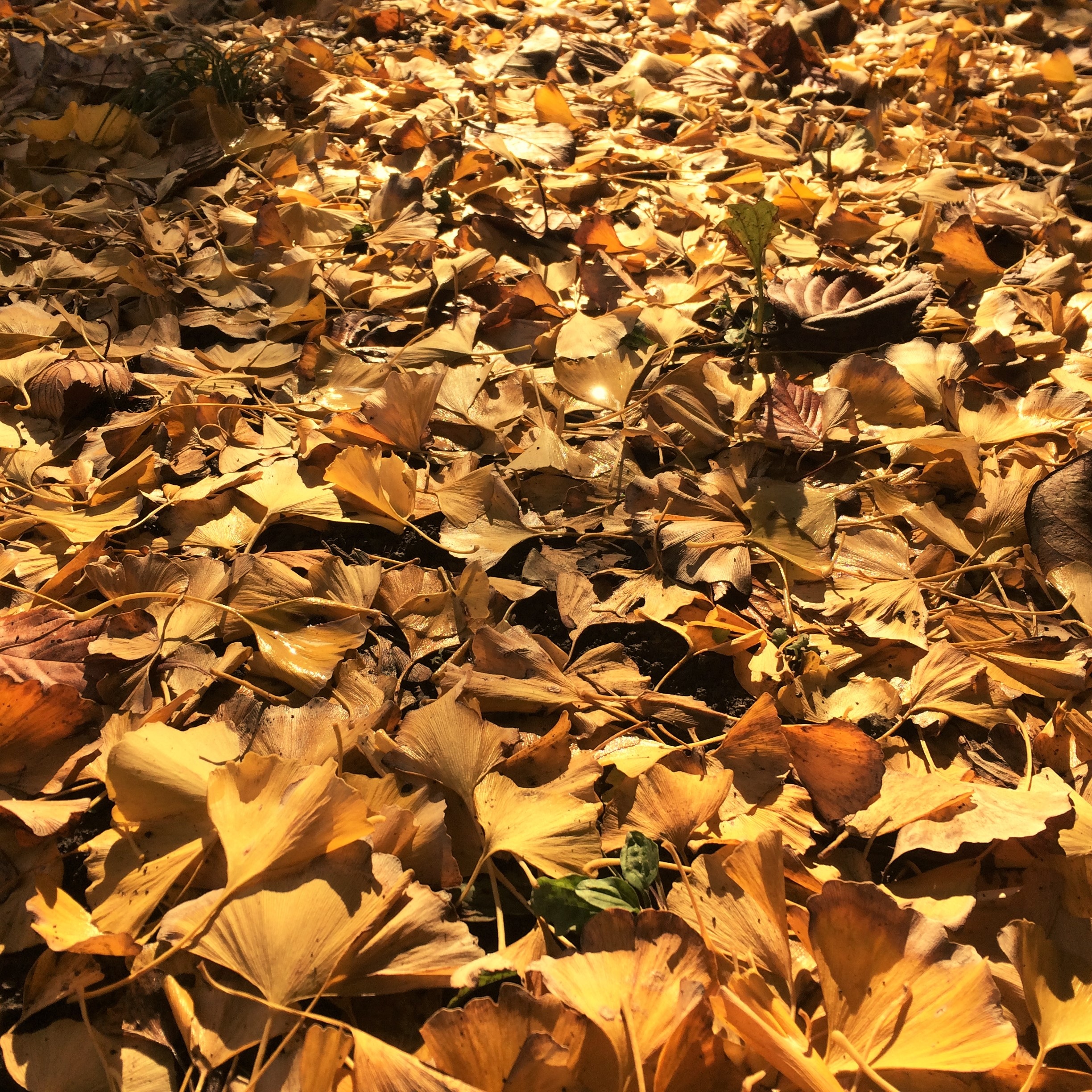 full frame, 1080P, branch, yellow leaves, gingko tree, vein, autumn, otsu park, japan, vulnerability, yokosuka, close-up, leaves, fragility, backgrounds, Phone HD Wallpaper