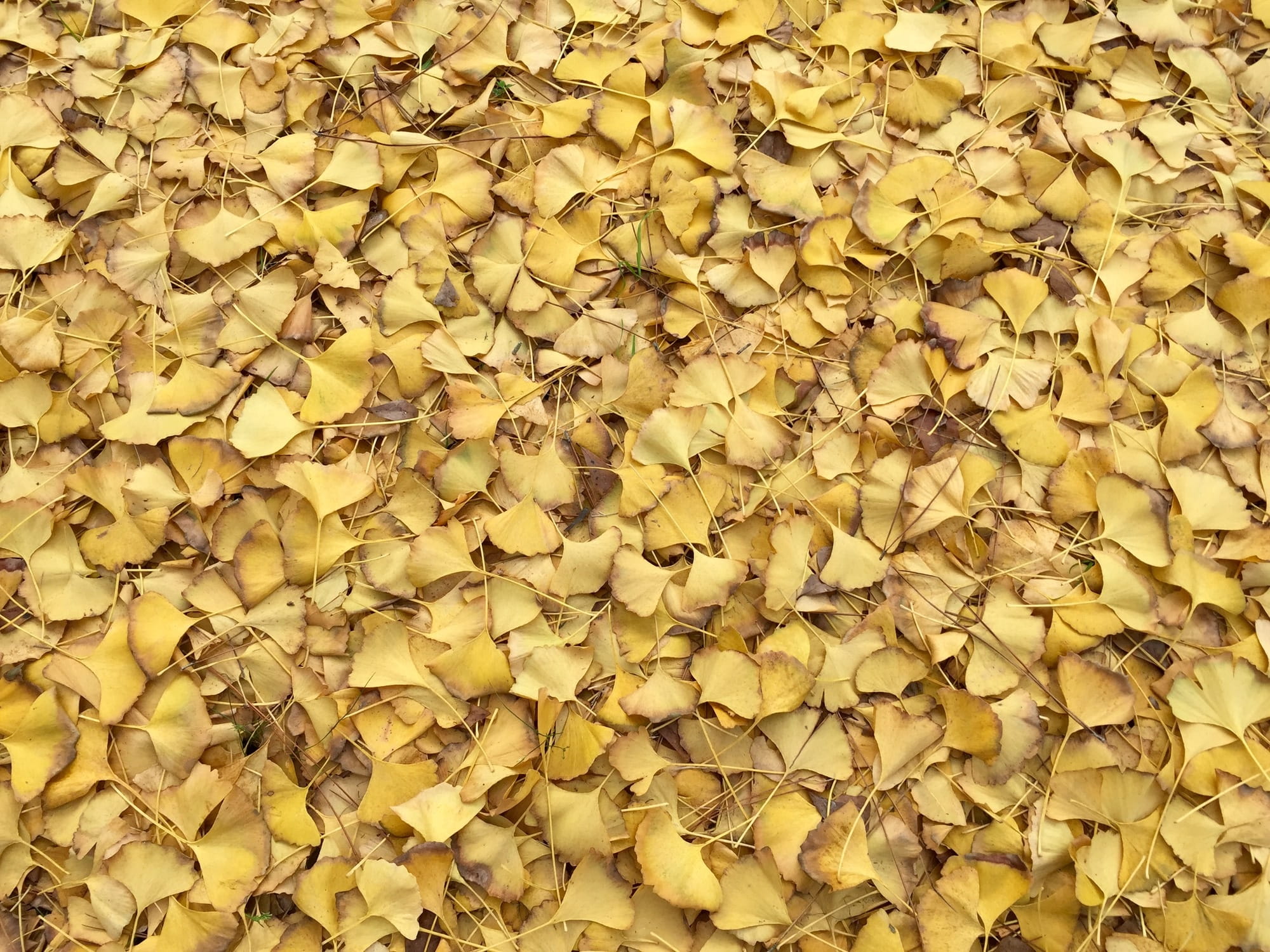 fan, outdoors, autumn collection, Leaves, Texture, Yellow, maidenhair tree, fragility, large group of objects, background, close-up, beauty in nature, plant part, HD Wallpaper
