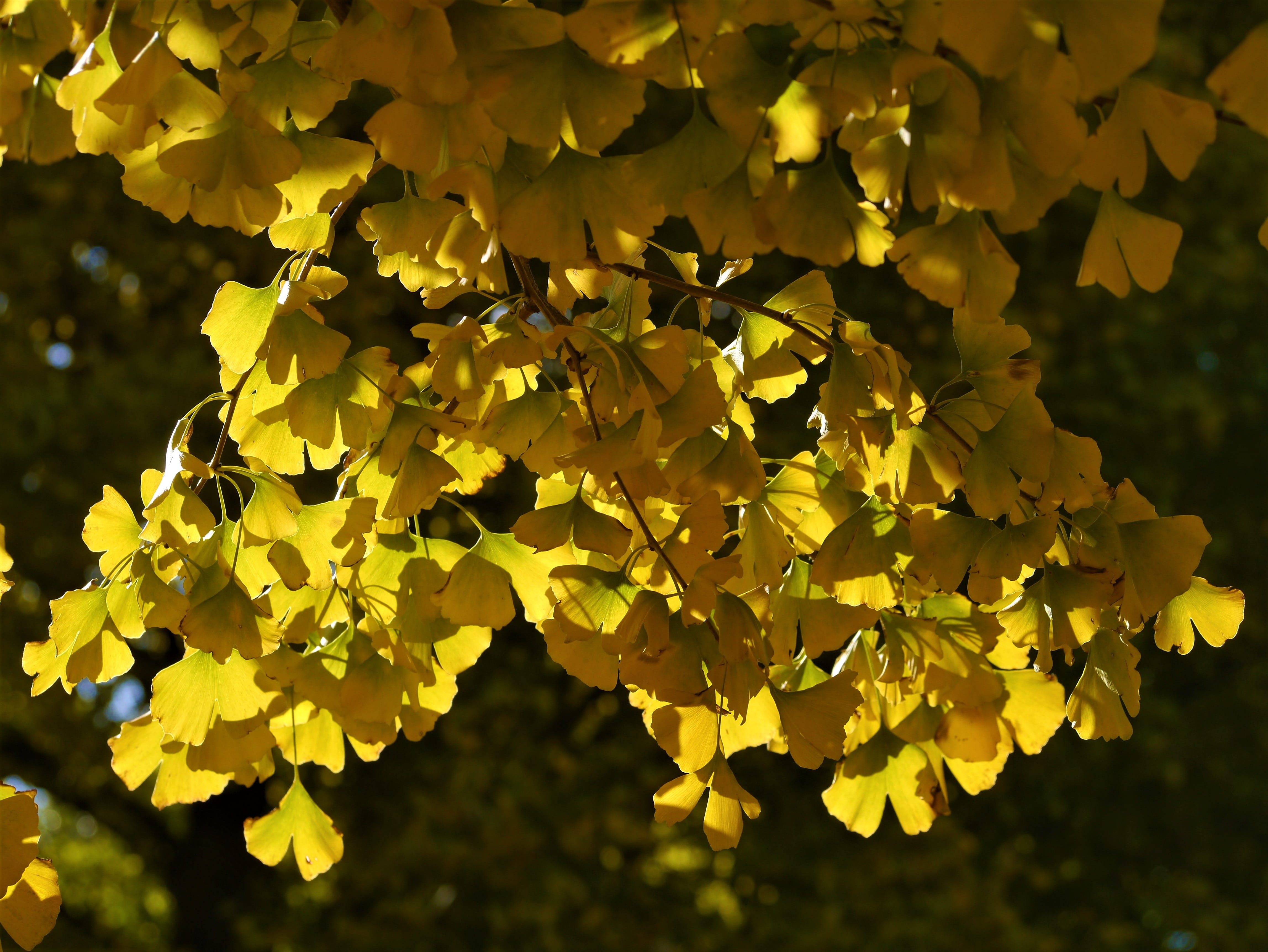 fragility, leaf, late autumn, 4K, Leaves, focus on foreground, japan, yellow leaves, outdoors, freshness, otsu park, vulnerability, vein, backgrounds, HD Wallpaper