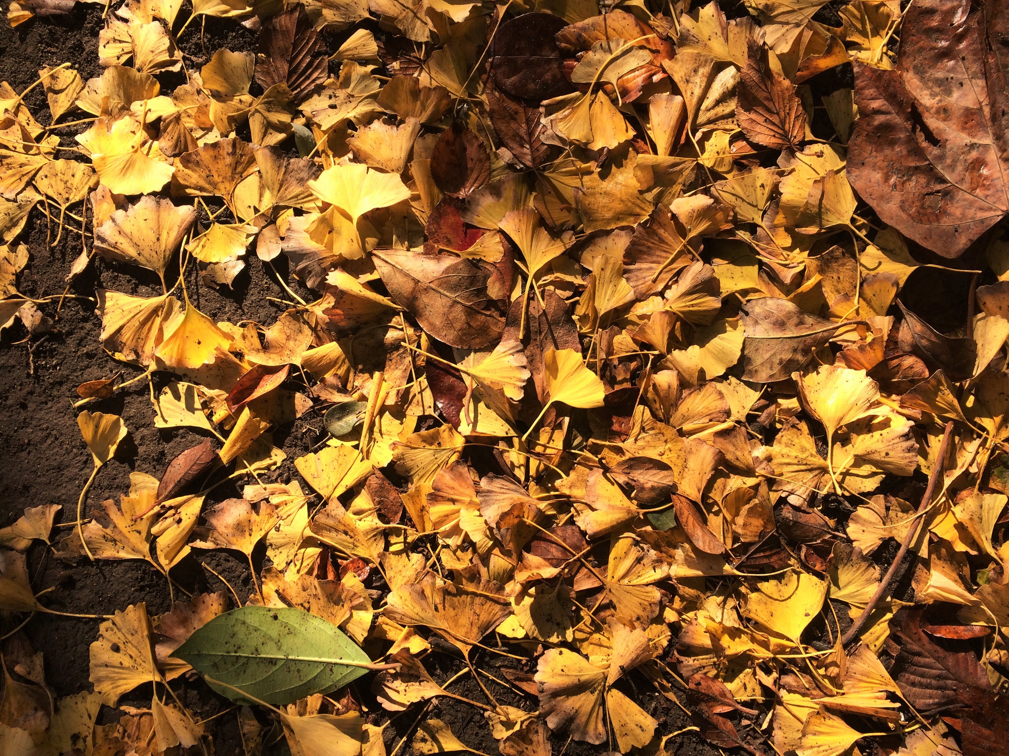 plant part, japan, 2K, otsu park, vulnerability, change, fall, outdoors, late autumn, land, abundance, vein, nature, no people, autumn, gingko tree, day, HD Wallpaper